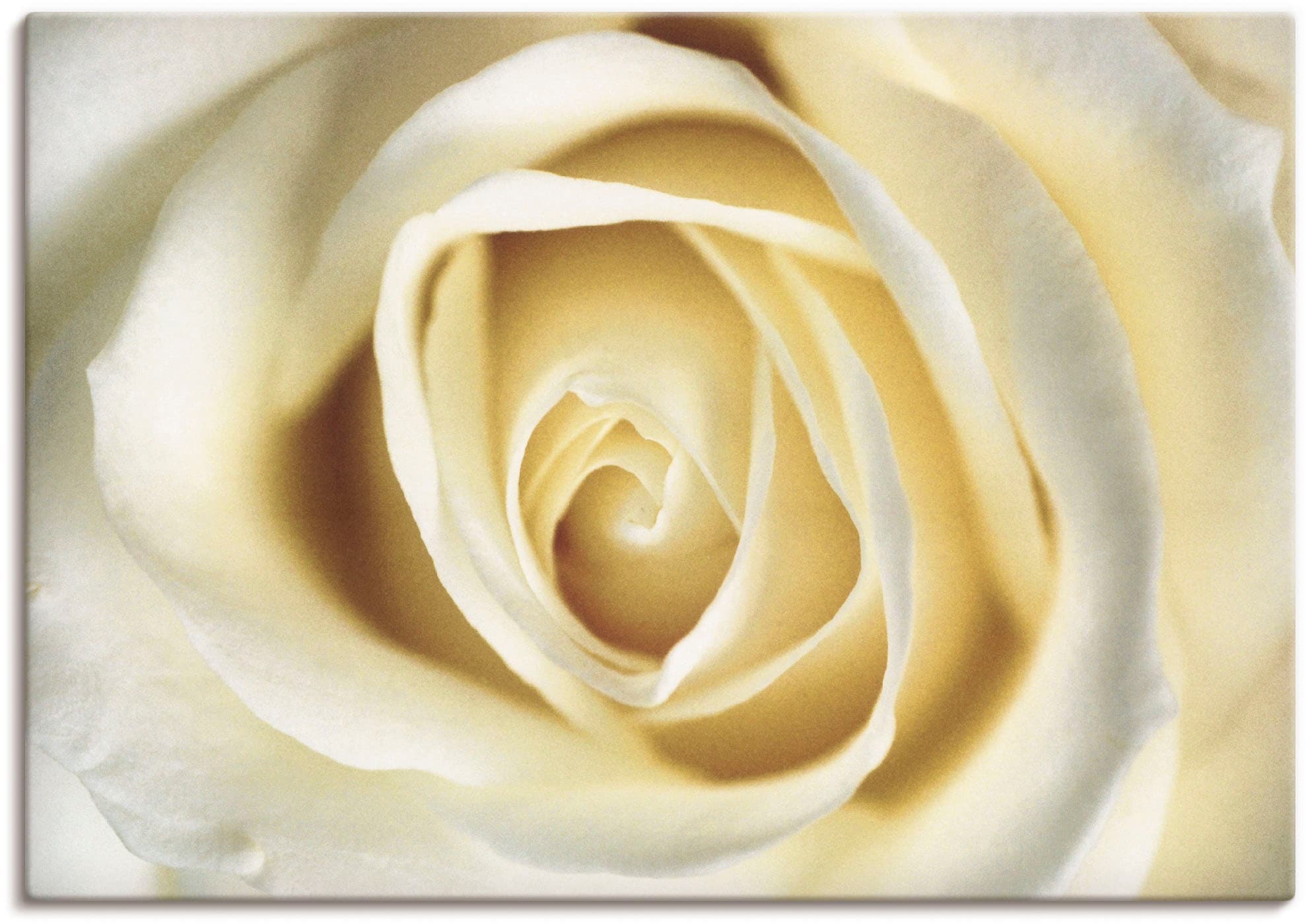 Artland Wandbild »Weiße Rose« Blumen 1 Stk. tlg. als Alubild, Outdoorbild, günstig online kaufen
