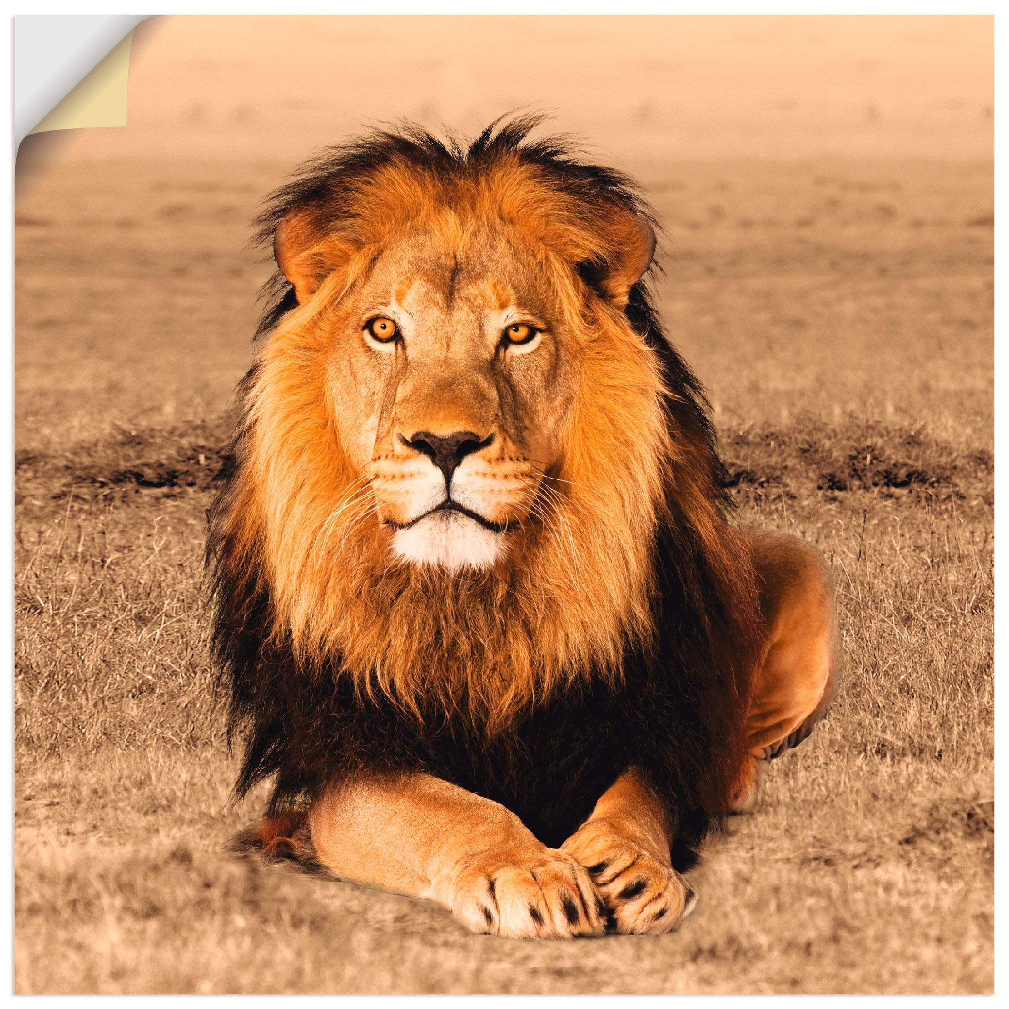 Artland Wandbild »Löwe«, Wildtiere, (1 St.), als Alubild, Outdoorbild, Leinwandbild, Poster, Wandaufkleber