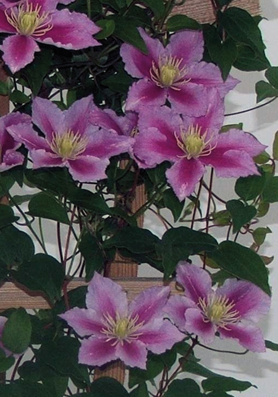 BCM Kletterpflanze »Clematis 'Piilu'«, (2 St.), Waldrebe-Set: 2 Pflanzen kaufen