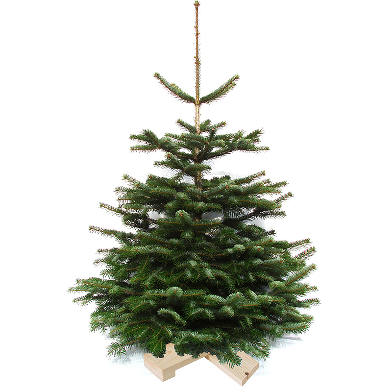 WEIHNACHTSBAUMLAND Echter Weihnachtsbaum »Nordmanntanne auf Holzkreuz montiert, Weihnachtsdeko« Nordmanntanne Höhe ca. 100 bis 120 cm grün 50