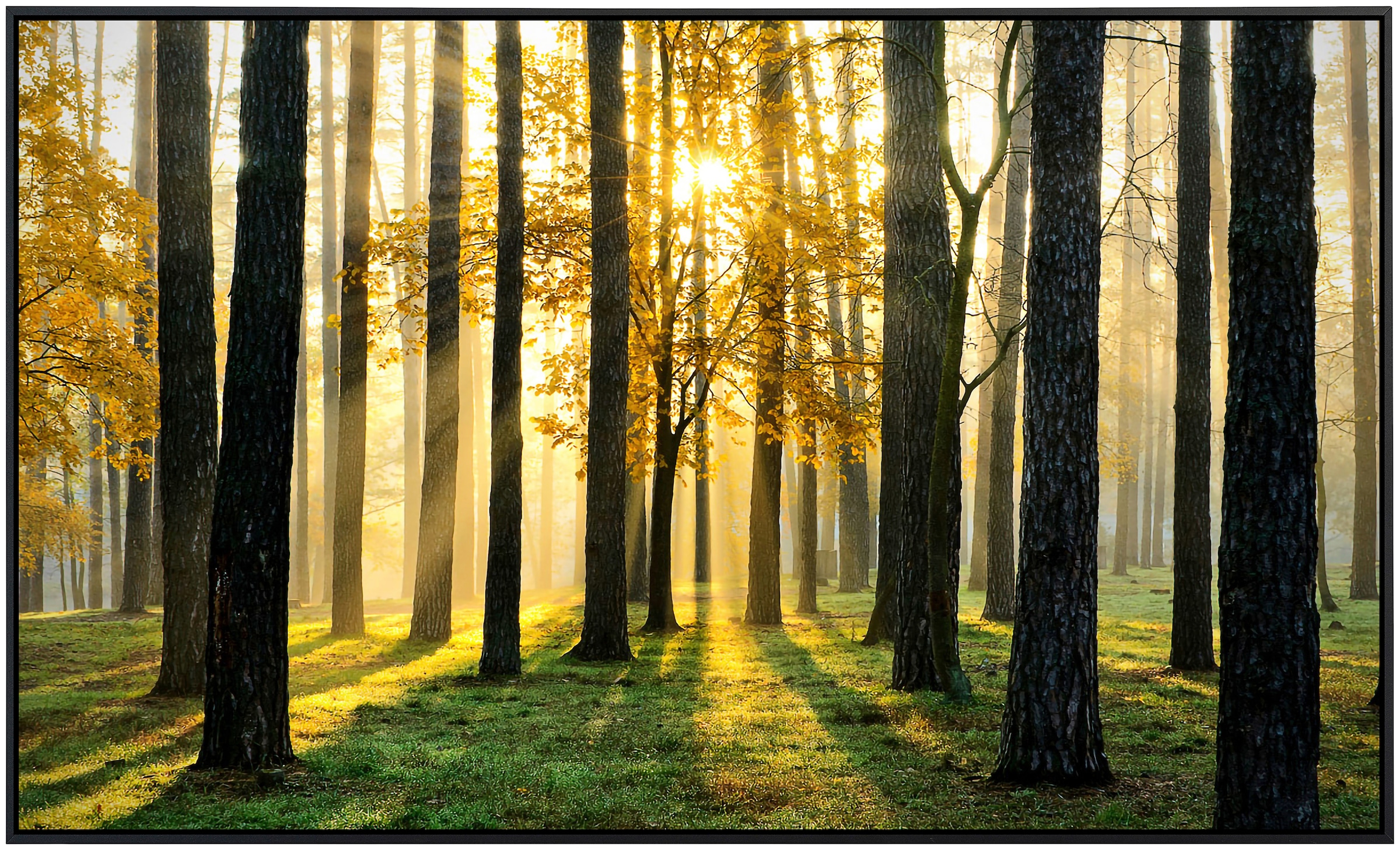 Papermoon Infrarotheizung »Sonniger Wald«, sehr angenehme Strahlungswärme günstig online kaufen