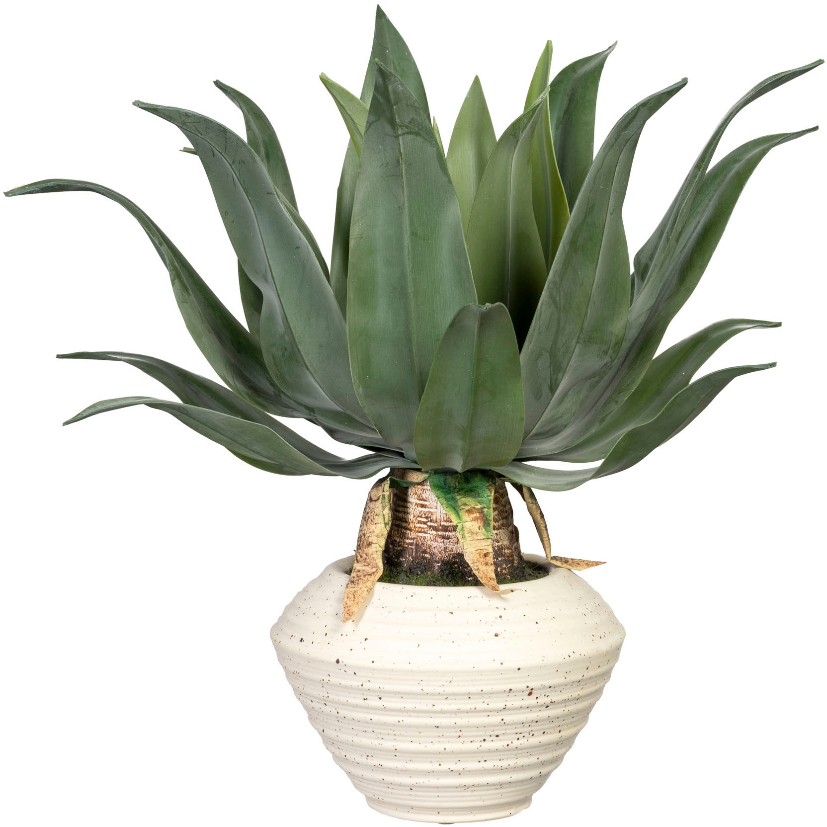 Creativ green Künstliche Zimmerpflanze (1 Keramikschale auf »Agave Rechnung americana«, kaufen St.), in