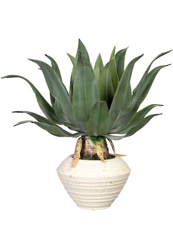 Creativ green Künstliche Zimmerpflanze »Agave americana«, (1 St.), in Keramikschale kaufen