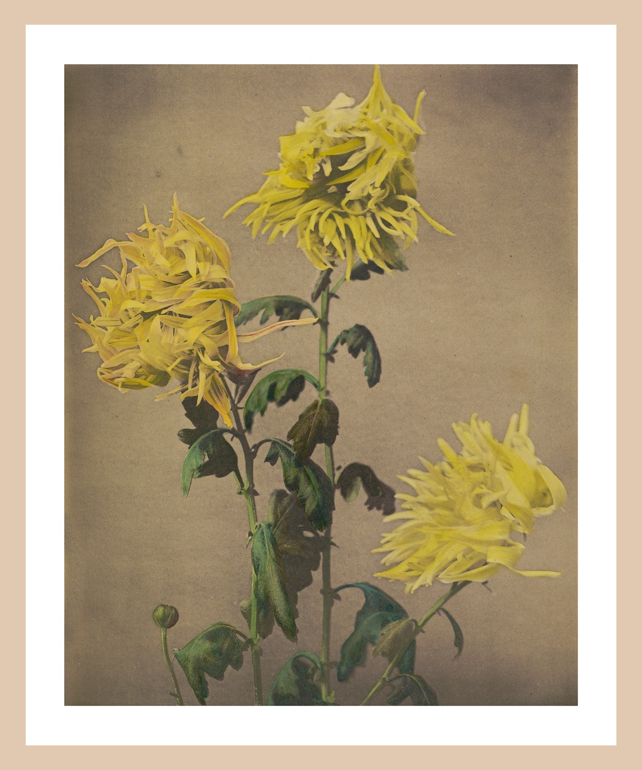 queence Bild mit Rahmen »Hannah«, Blumen-Pflanzen, Premium Poster mit Natur günstig online kaufen
