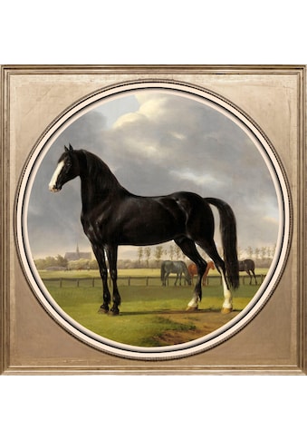 queence Acrylglasbild »Pferd« kaufen