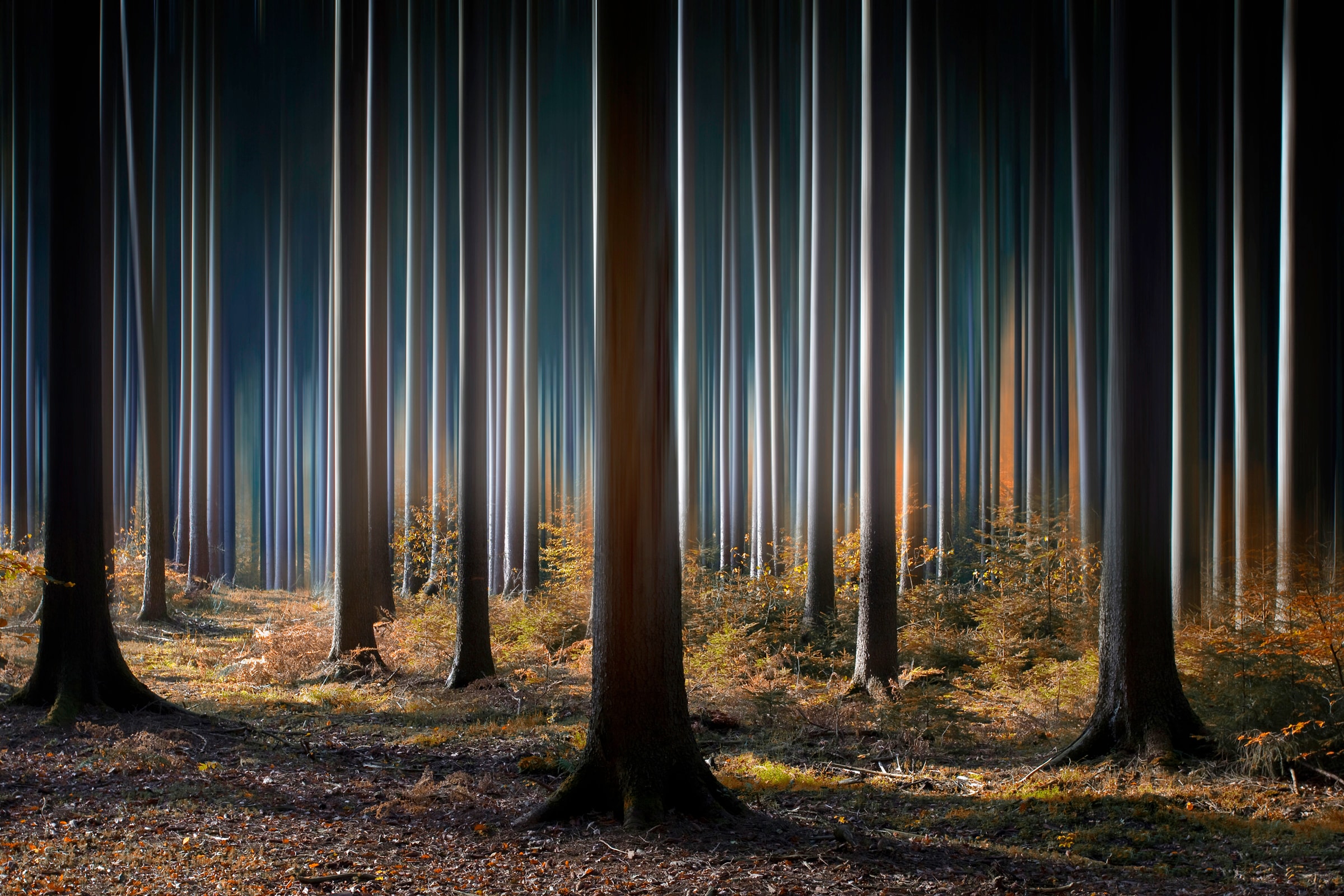 Papermoon Fototapete »Photo-Art CARSTEN MEYERDIERKS, MYSTISCHER WALD« günstig online kaufen