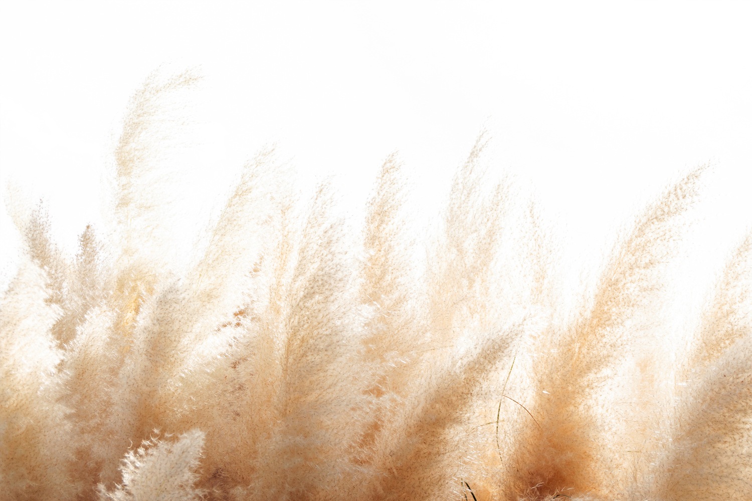 queence Leinwandbild »Grasses« Blumenbilder   Blätter   Blätterbilder 1 Stk günstig online kaufen