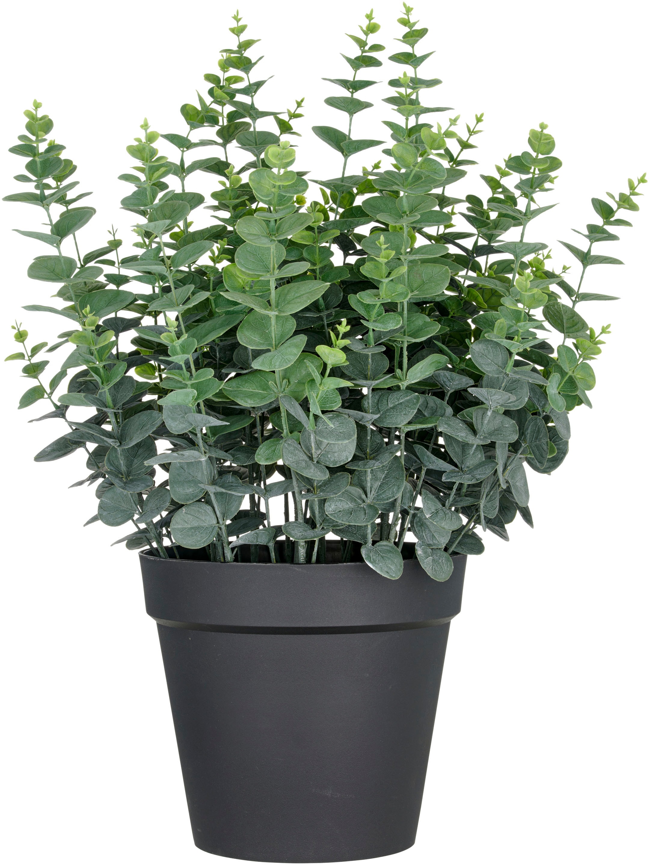 Creativ green Kunstpflanze »Eukalyptus gunnii« in UV-beständiger Ausführung günstig online kaufen