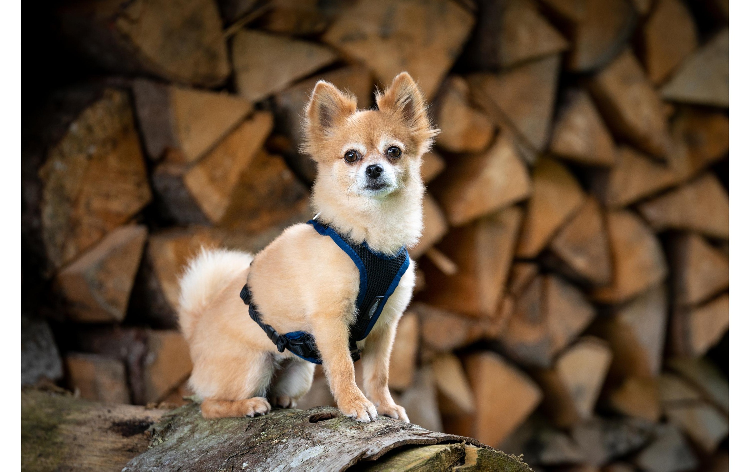   Hunde-Geschirr »Geschirr 3XS« Polyester