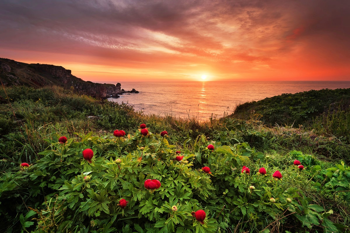 Papermoon Fototapete »Blumenwiese am Meer« günstig online kaufen