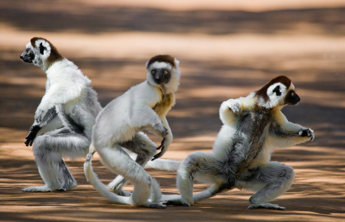 Papermoon Fototapete »Tanzende Sifakas« günstig online kaufen