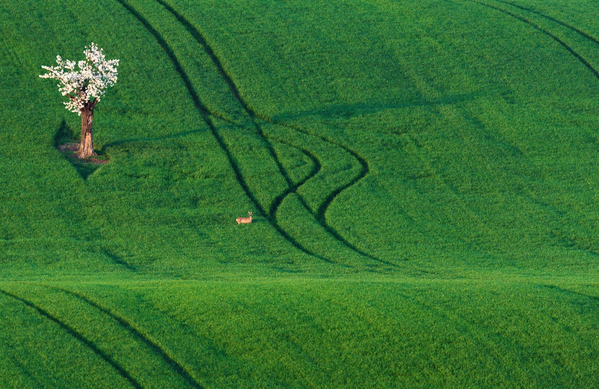 Papermoon Fototapete »Feld mit Baum« günstig online kaufen