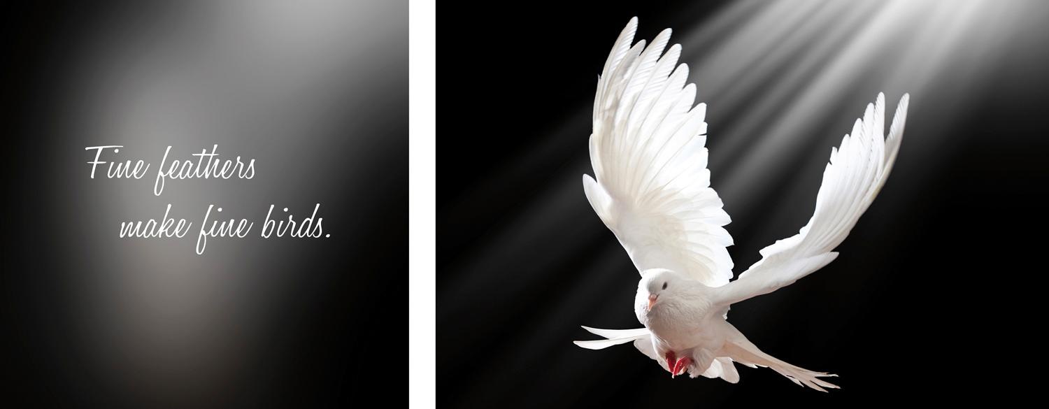 queence Leinwandbild »Birds«, Vogelbilder-Vögel-Kunst-Modern-Spa-Spa Bilder günstig online kaufen