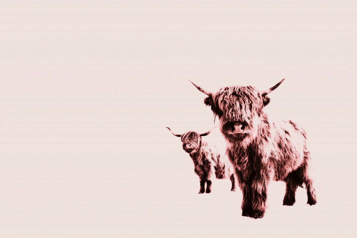 A.S. Création Leinwandbild »Highland Cows - Wandbild Beige Braun Rosa Keilr günstig online kaufen