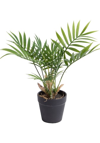 Botanic-Haus Künstliche Zimmerpflanze »Chamaedorea Palme«, (1 St.) kaufen