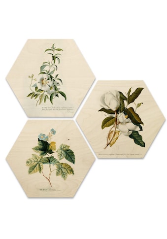 Wall-Art Mehrteilige Bilder »Botanische Collage Blumen Floral«, (Set, 3 St.) kaufen