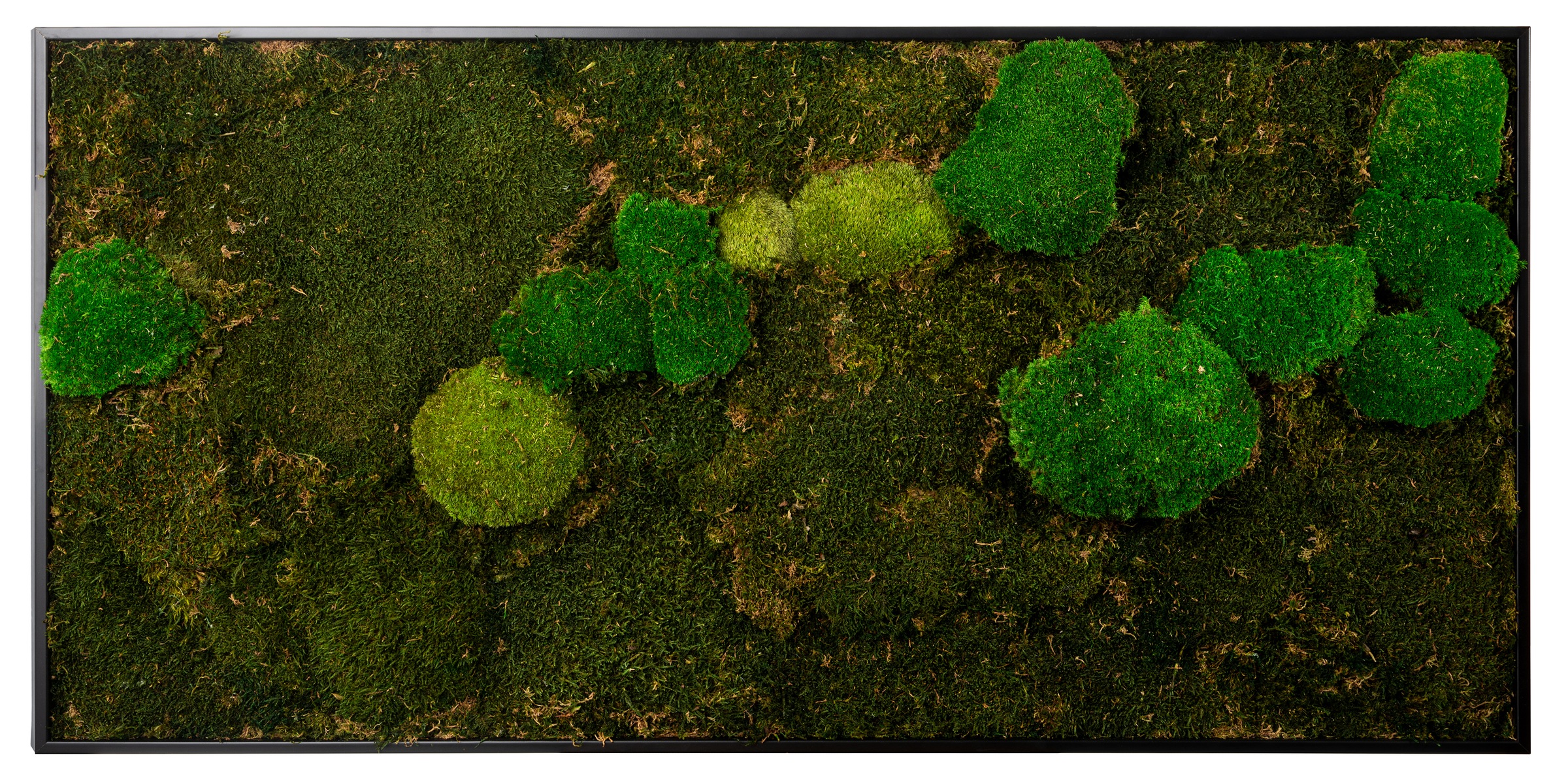 Bönninghoff Bild mit Rahmen »Mixmoos«, Natur, (1 St.), jedes Bild ein Unikat, BxH: 120x60 cm