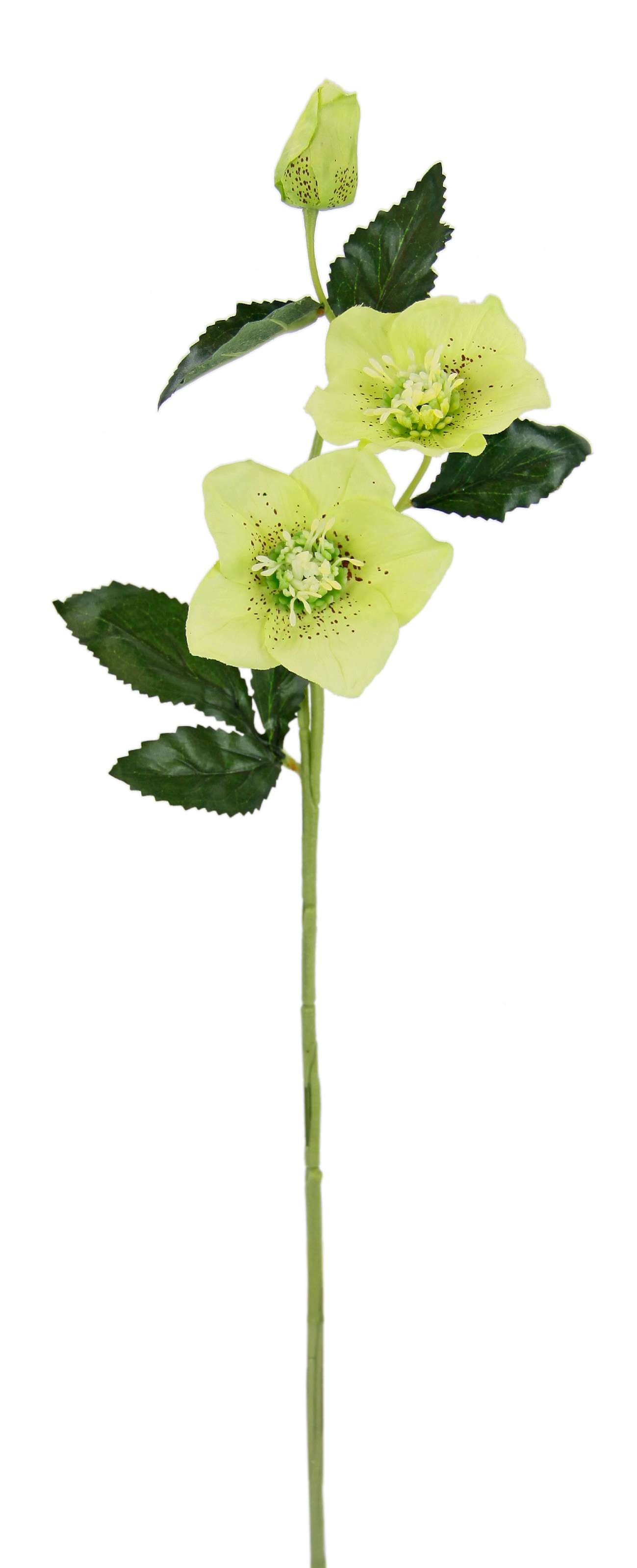 I.GE.A. Kunstblume »Christrose«, Künstlich Set 5er Seidenblumen, online kaufen