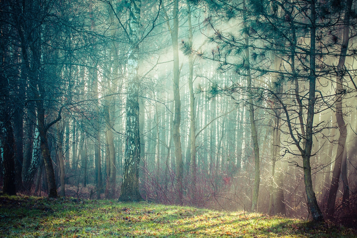 Papermoon Fototapete »Wald« günstig online kaufen