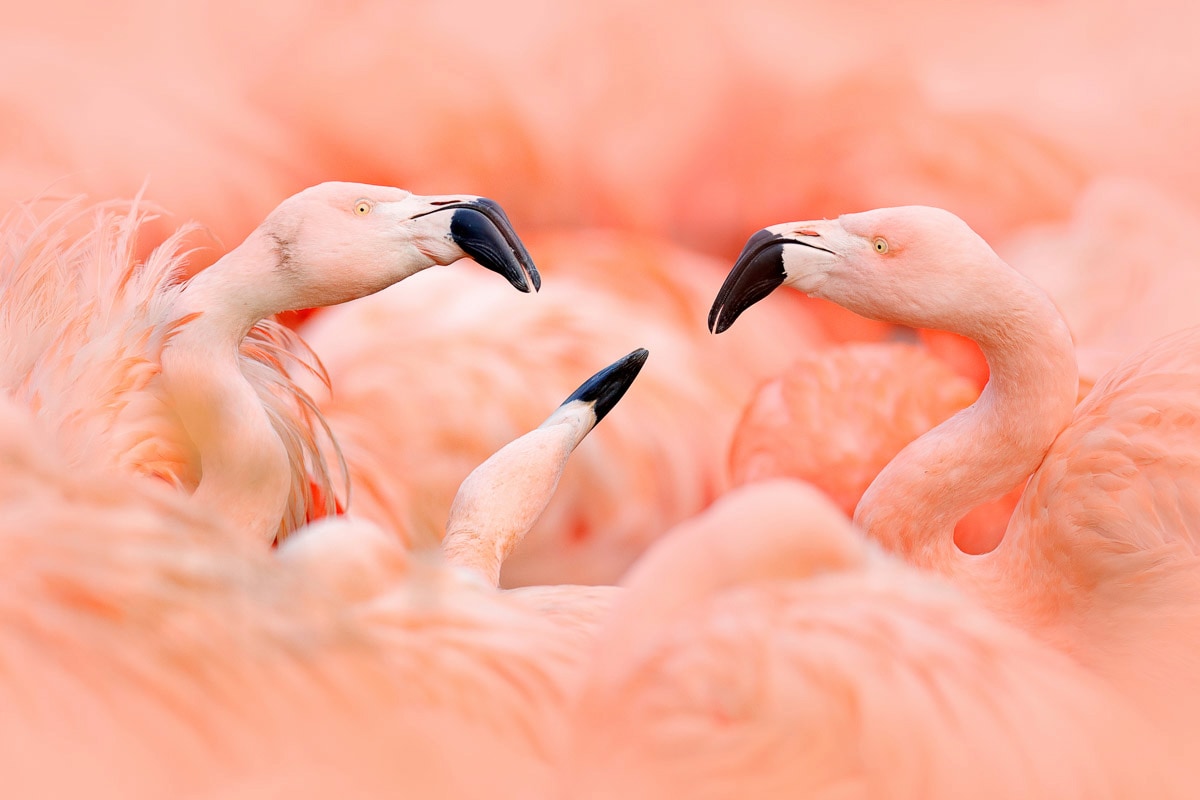 Papermoon Fototapete »Flamingos« günstig online kaufen