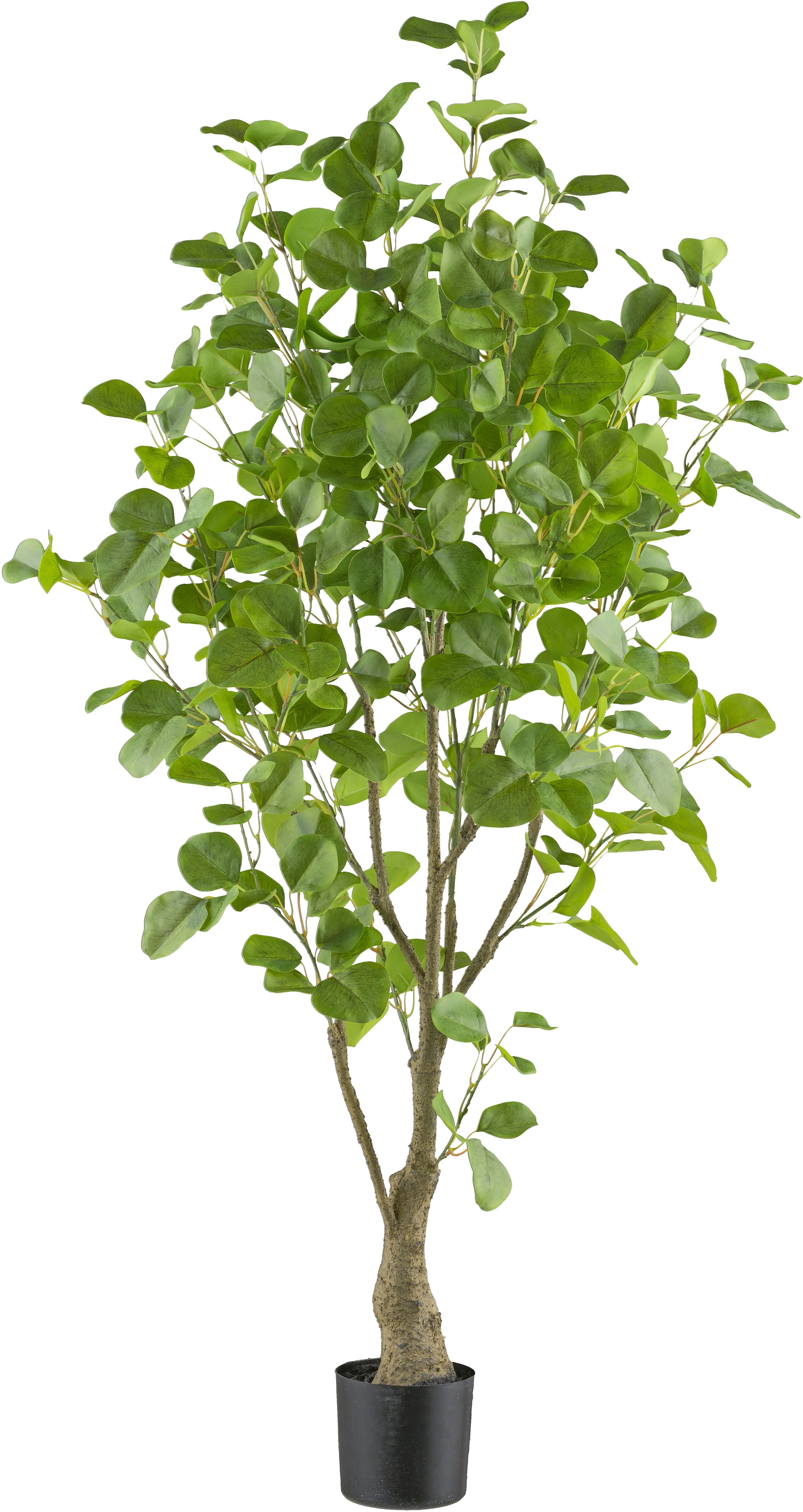 Creativ green Kunstbaum »Eukalyptus«, mit sehr naturgetreu gestalteten Blät günstig online kaufen