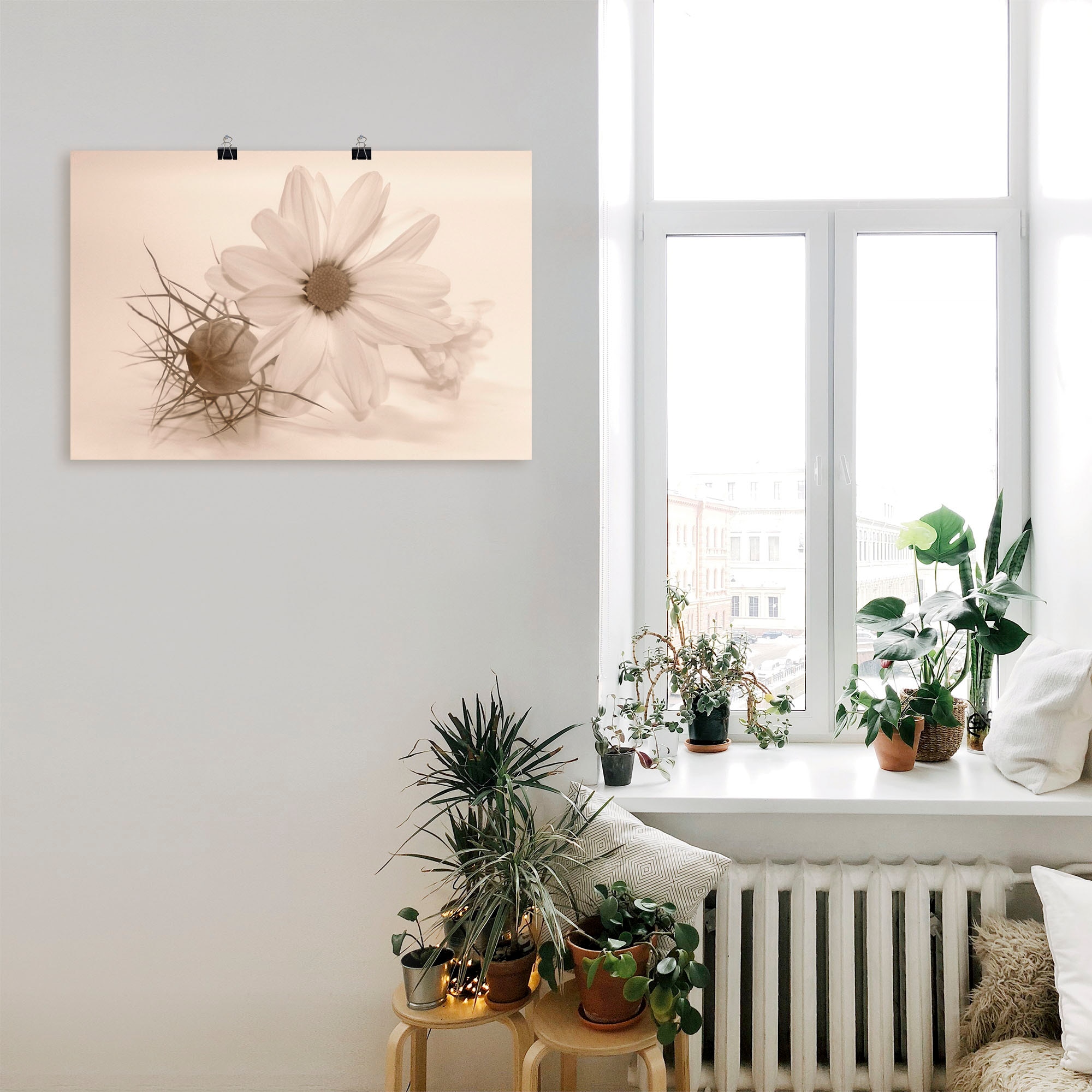 Artland Wandbild "Chrysantheme", Blumen, (1 St.), als Alubild, Outdoorbild, günstig online kaufen