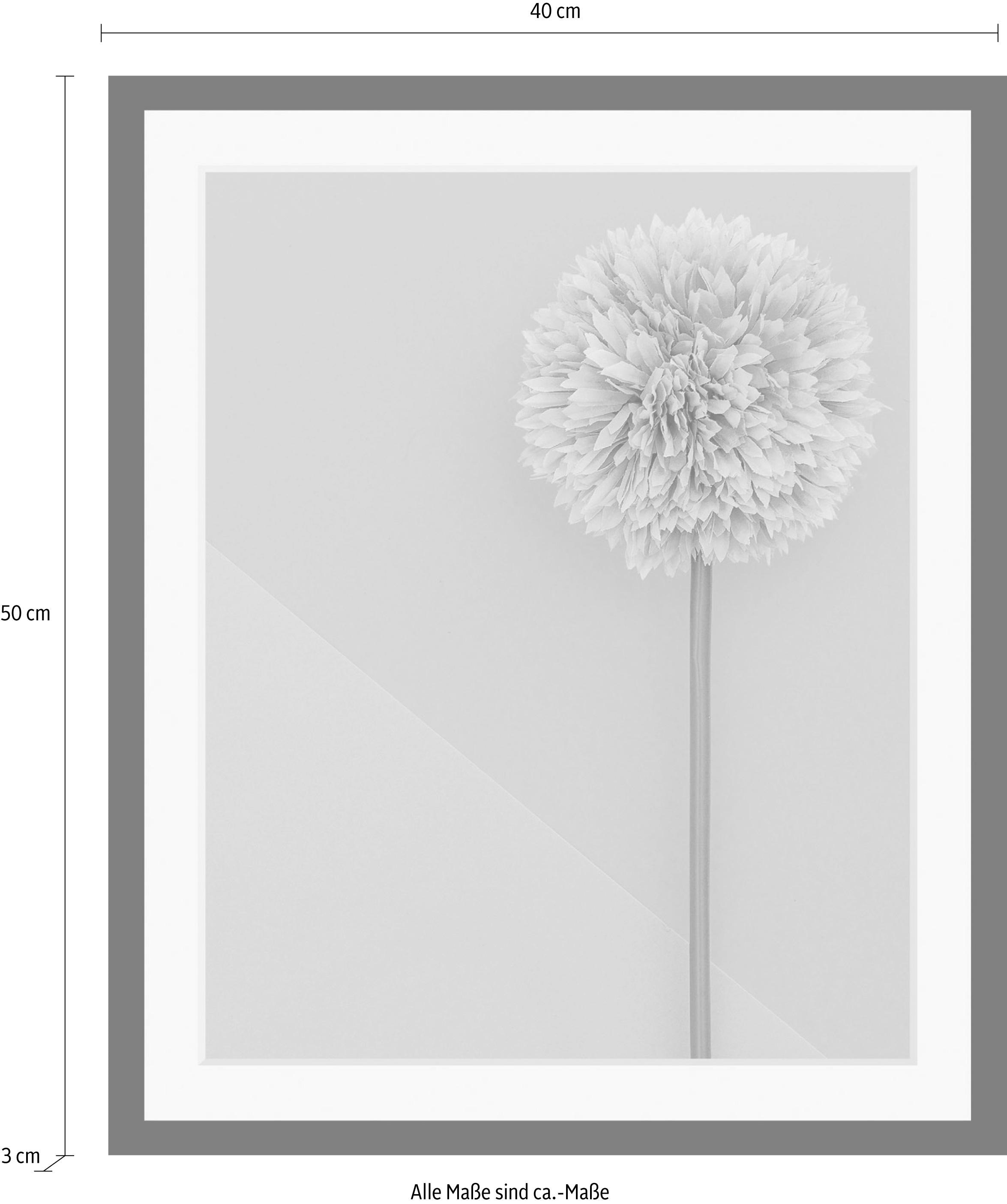 queence Bild »Pusteblume«, Blumen-Blumenbilder-Pflanzen-Kunst, HD Premium Poster-Druck inkl. Holzrahmen