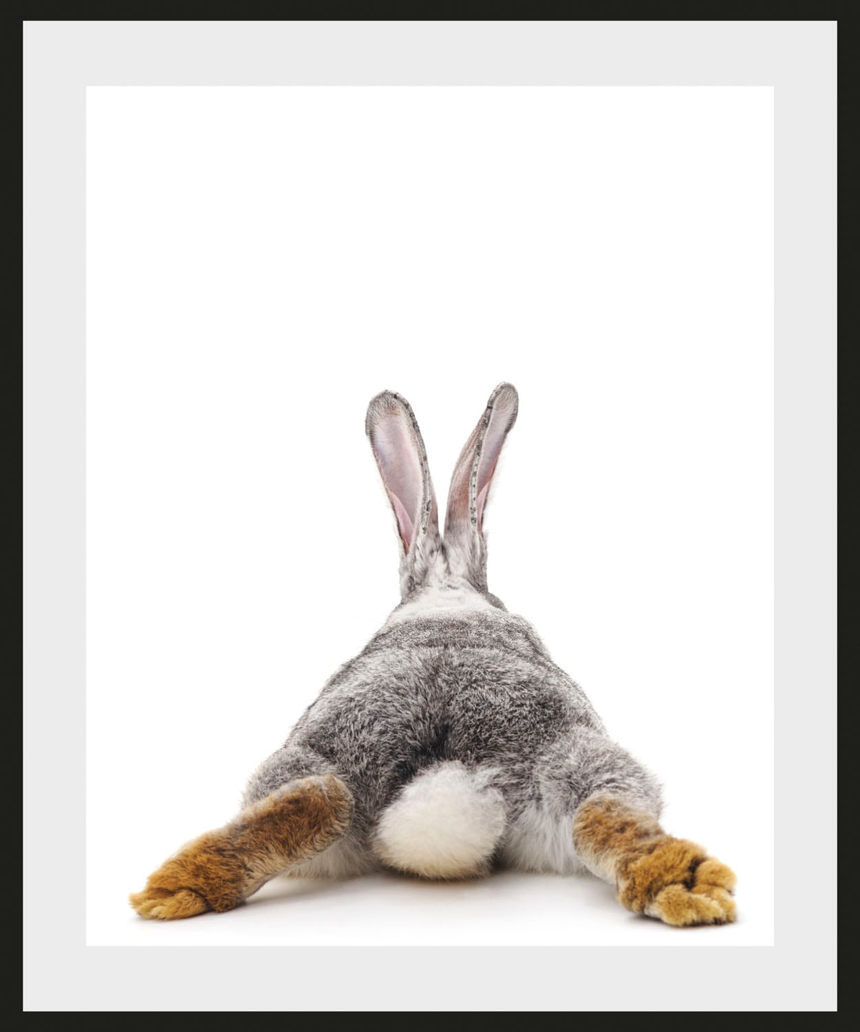 queence Bild »Bunny Tail«, Hase-Hasen-Humor-Haustiere-Foto, (1 St.), HD Pre günstig online kaufen