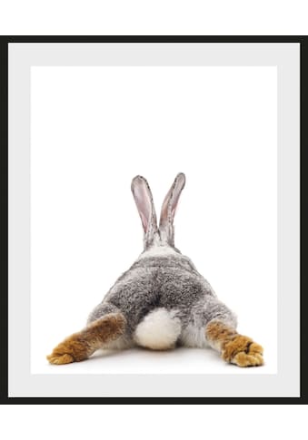 Bild »Bunny Tail«, Hase, (1 St.)