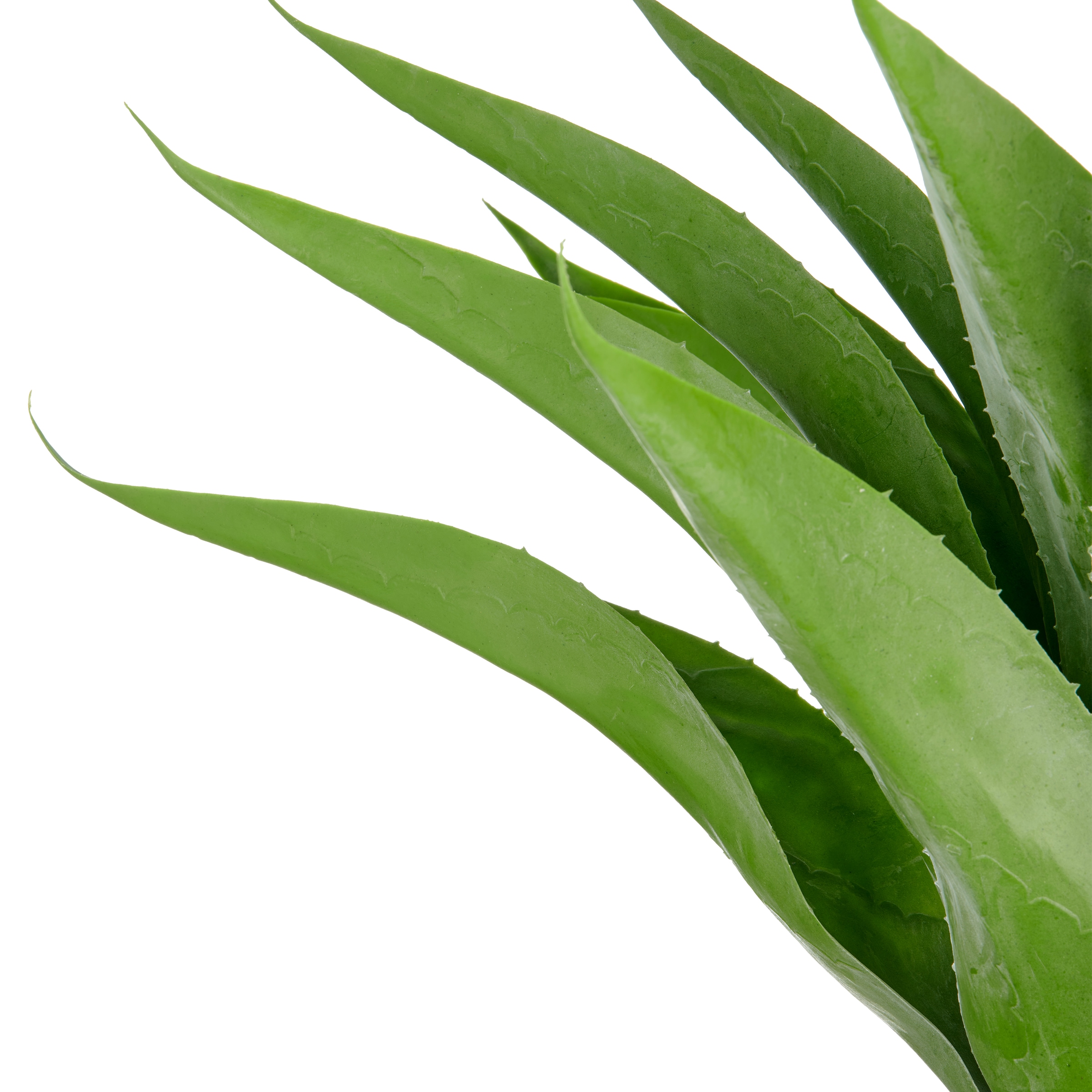 Creativ green Kunstpflanze »Agave«, mit 17 Agavenblättern