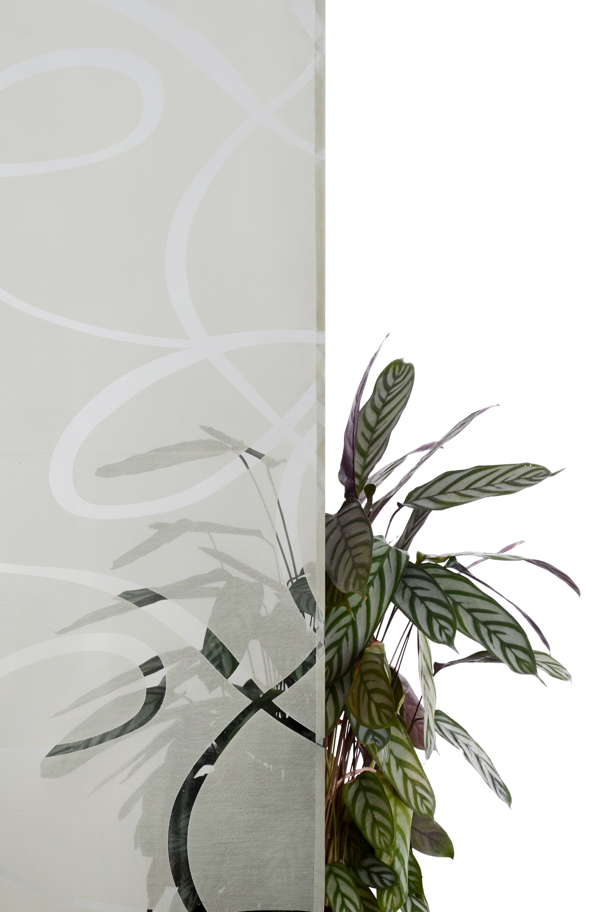 Bruno Banani Gardine »Tilo« Kräuselband 1 Stk. tlg. transparent, Ausbrenner, gewebt, verschiedene Größen,