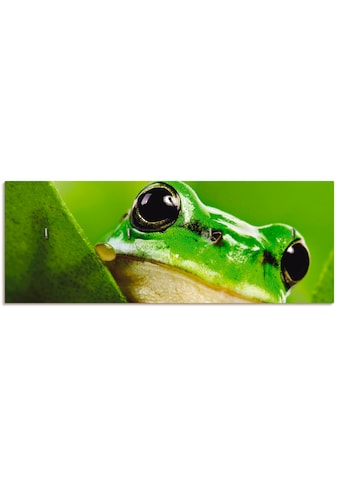 Hakenleiste »Ausspähender Frosch«