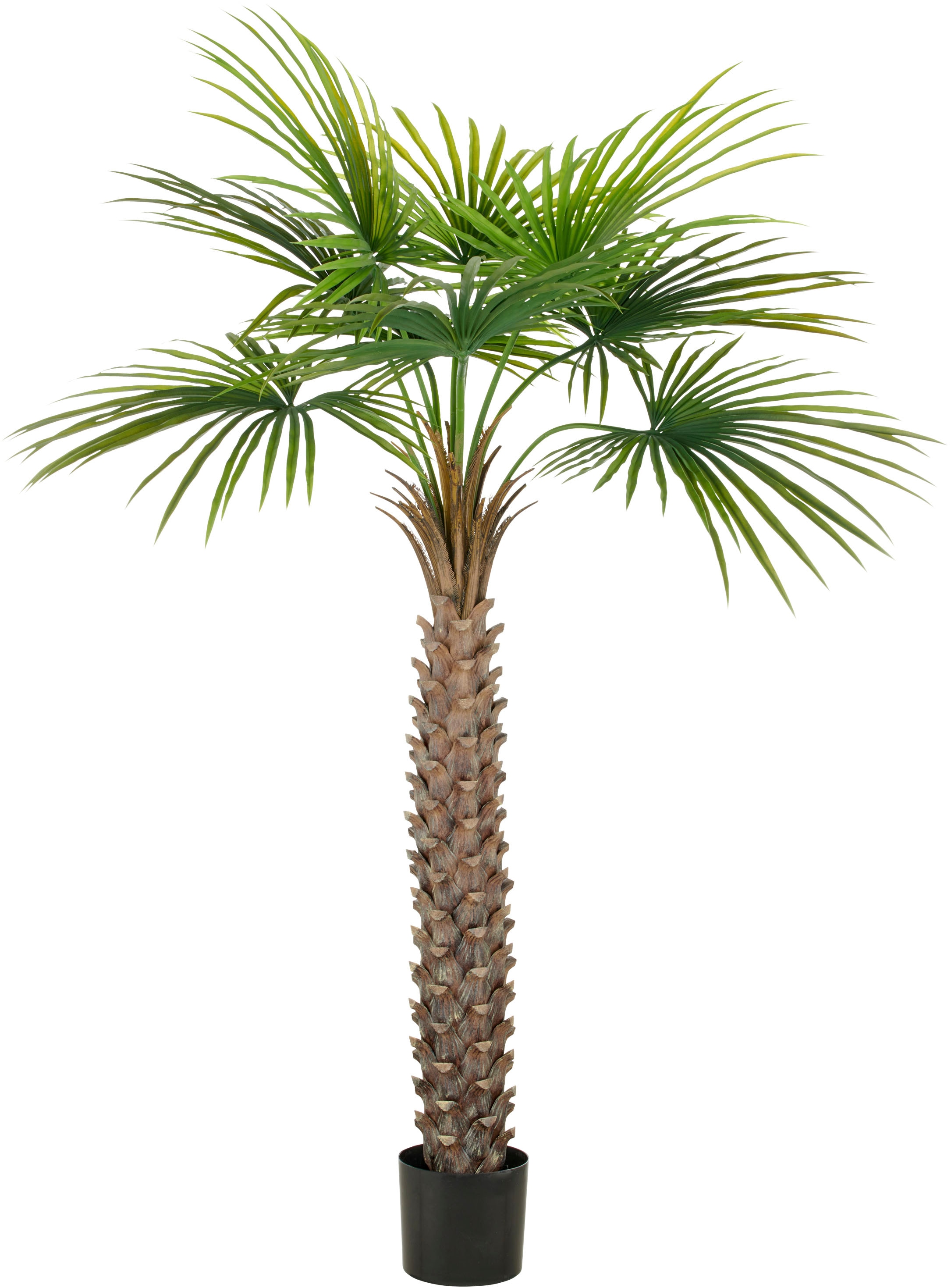 Creativ green Kunstpalme »Fächerpalme«, mit naturgetreuen Palmwedeln günstig online kaufen