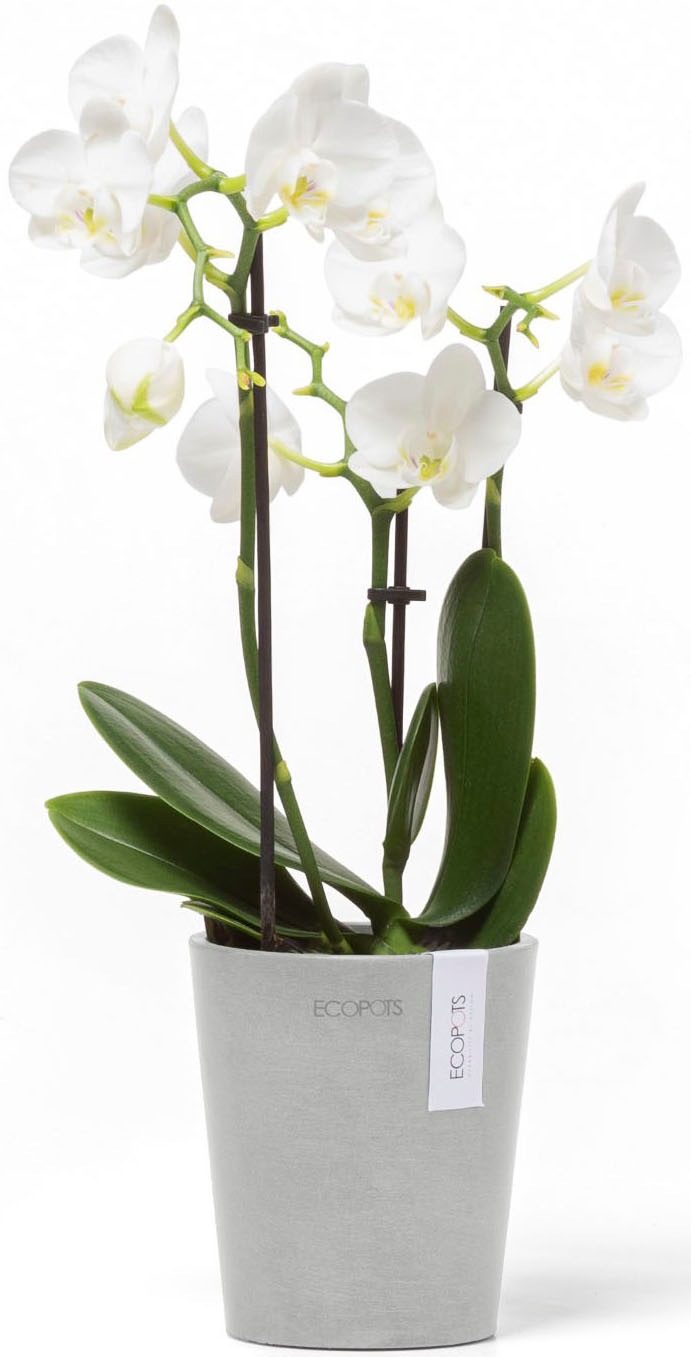 ECOPOTS Blumentopf »Morinda Orchidee 11 Weißgrau« für den Innenbereich