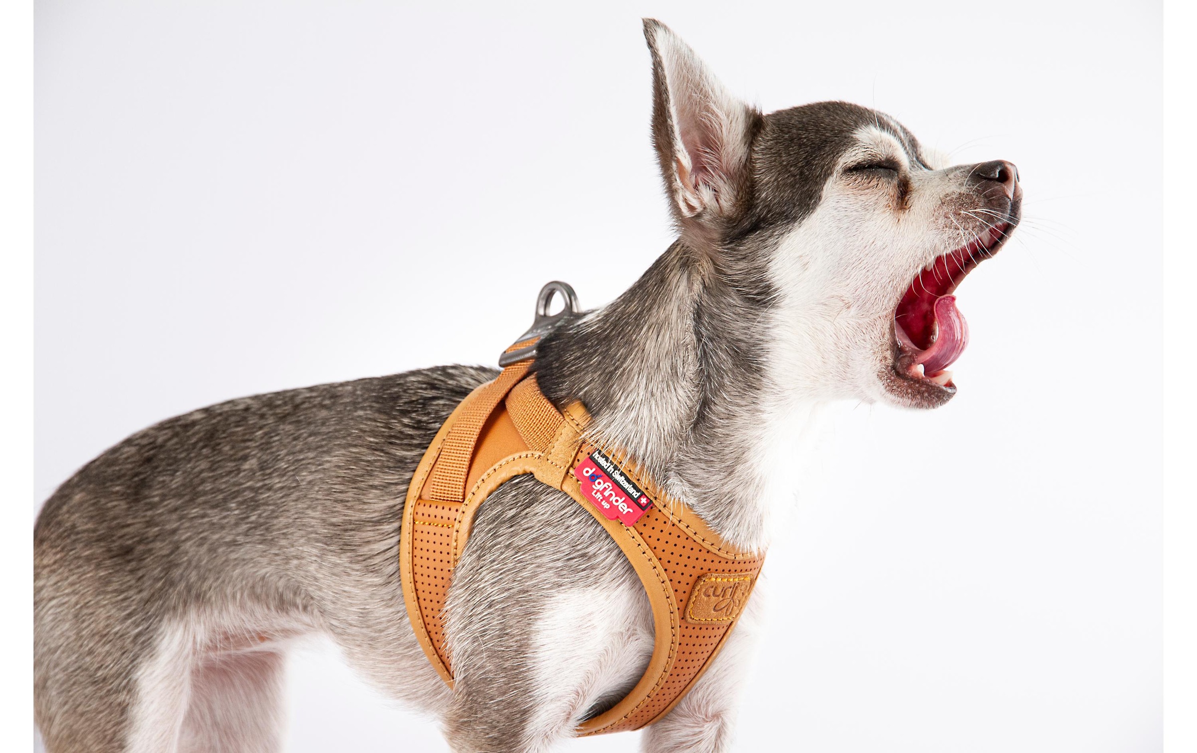 Curli Hunde-Geschirr »Geschirr Apfelleder« Leder