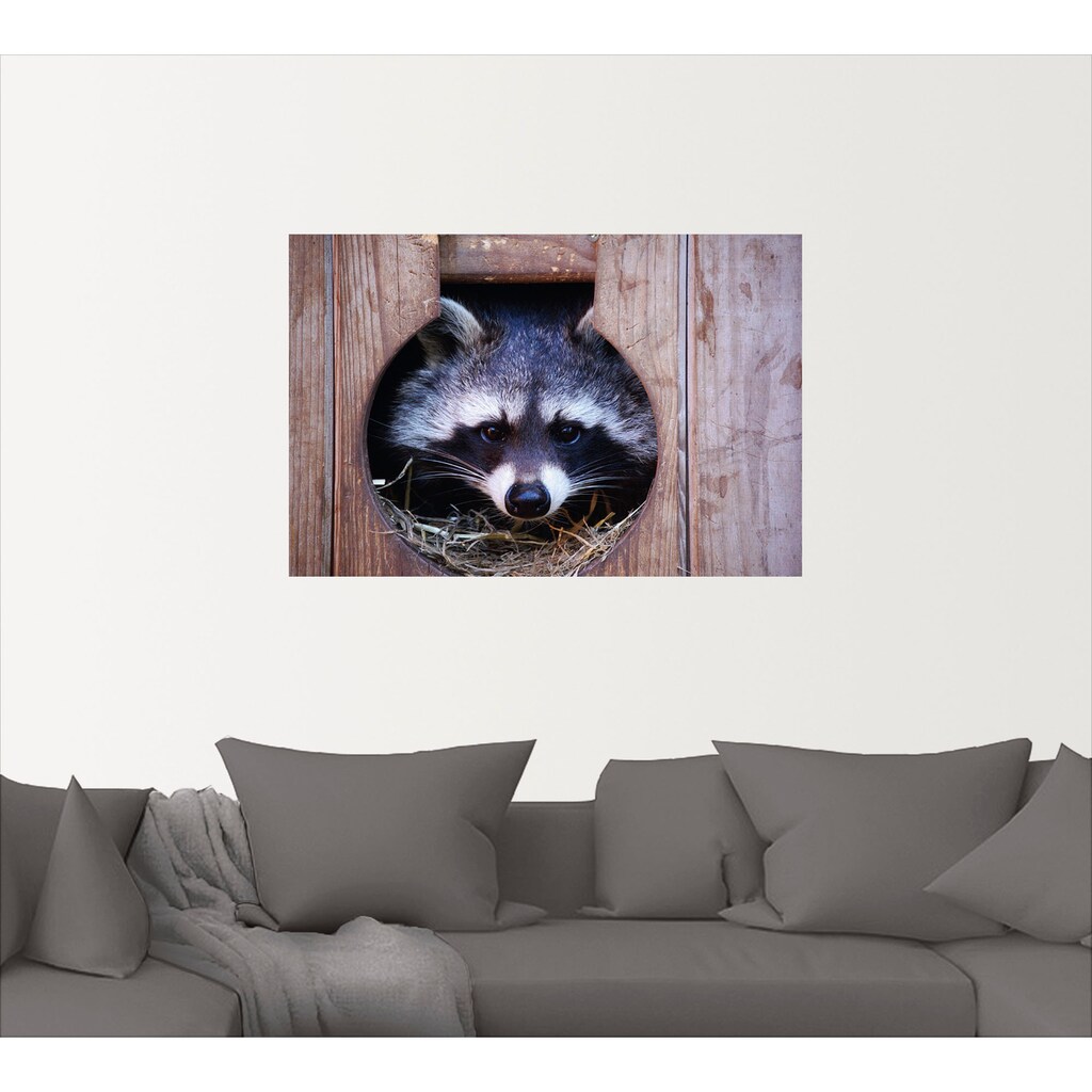 Artland Wandbild »Niedlicher kleiner Waschbär«, Wildtiere, (1 St.)