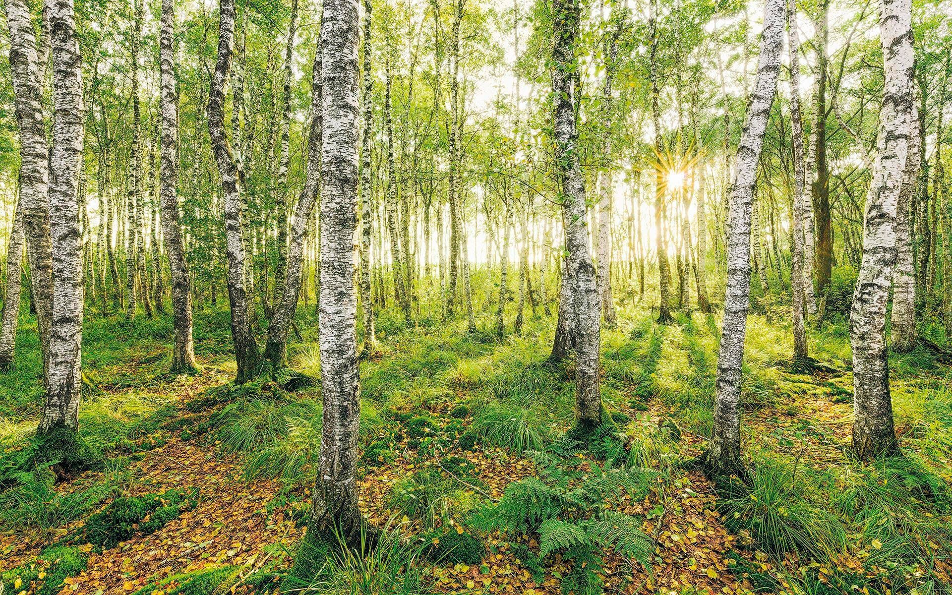 Komar Vliestapete »Birch Trees«, 400x250 cm (Breite x Höhe), Vliestapete, 1 günstig online kaufen