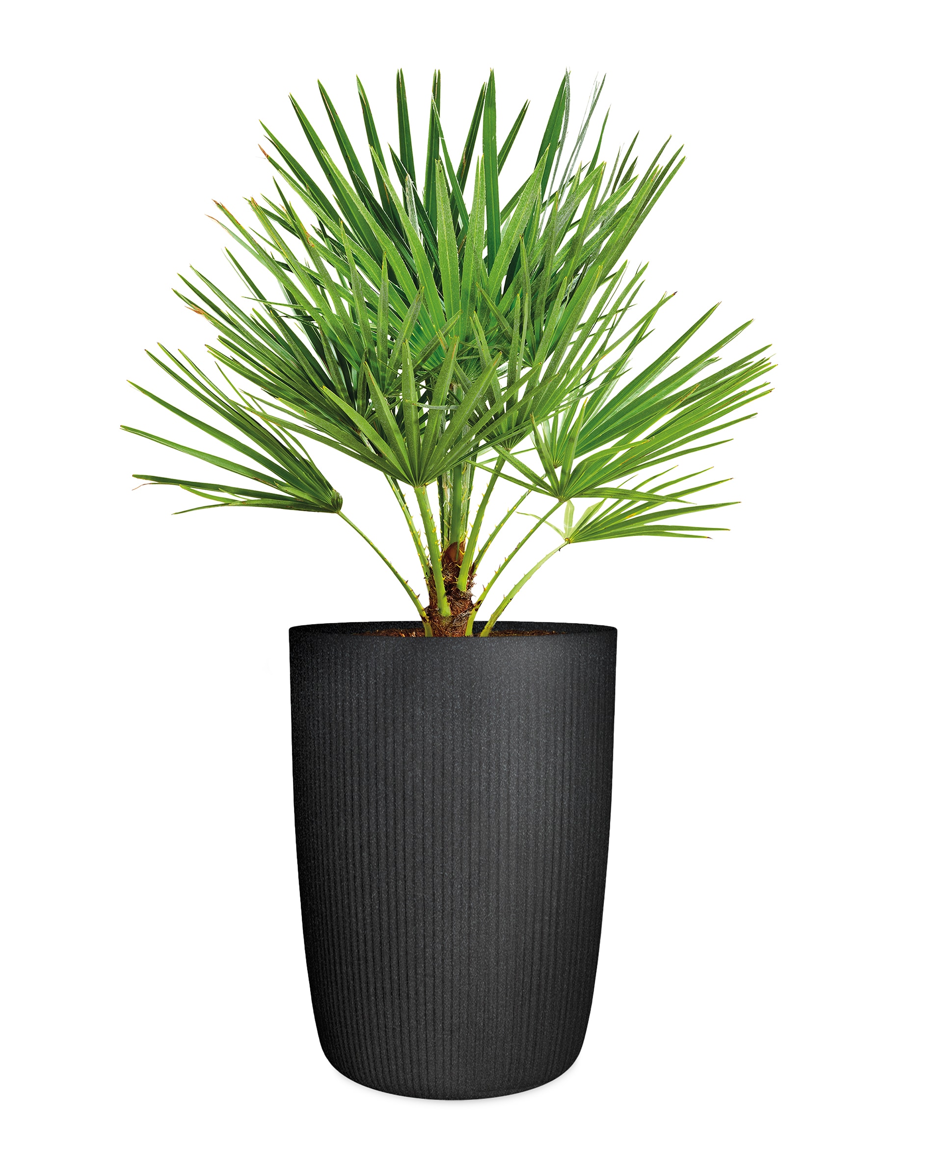 Scheurich Übertopf »40/260 LINETTO HIGH« Hochgefäß/Pflanzgefäß aus Kunststoff, ØxH: 28,5x39,9 cm