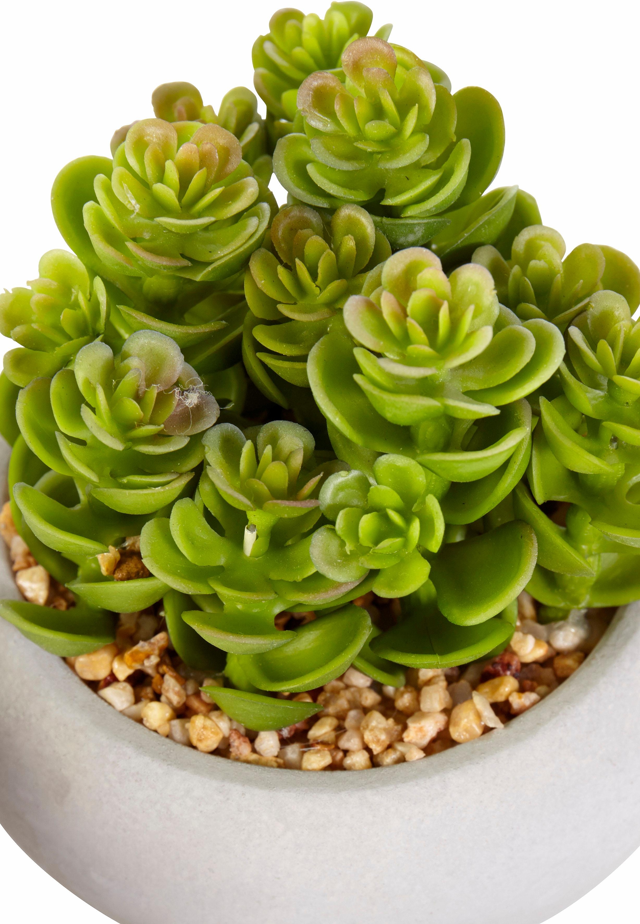 Creativ green Kunstpflanze »Sukkulenten«, (Set, 3 St.) auf Rechnung kaufen | Kunstpflanzen