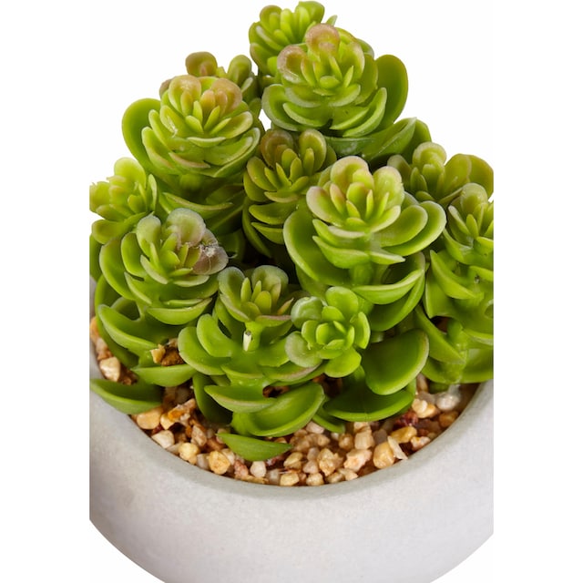 Creativ green Kunstpflanze »Sukkulenten«, (Set, 3 St.) auf Rechnung kaufen