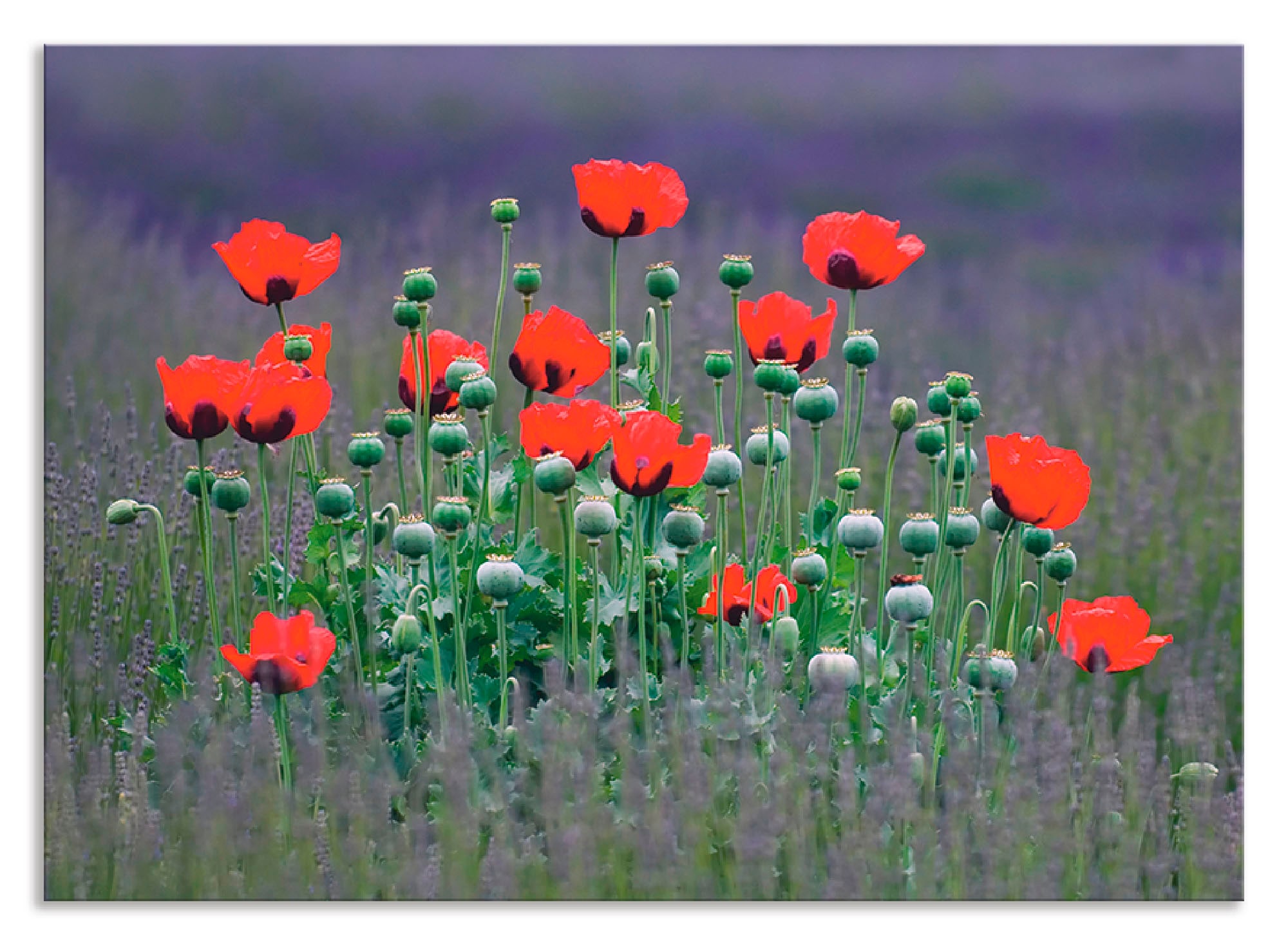 Artland Küchenrückwand »Lavendelfarm in Sequim - Mohnblumen«, (1 tlg.), Alu günstig online kaufen