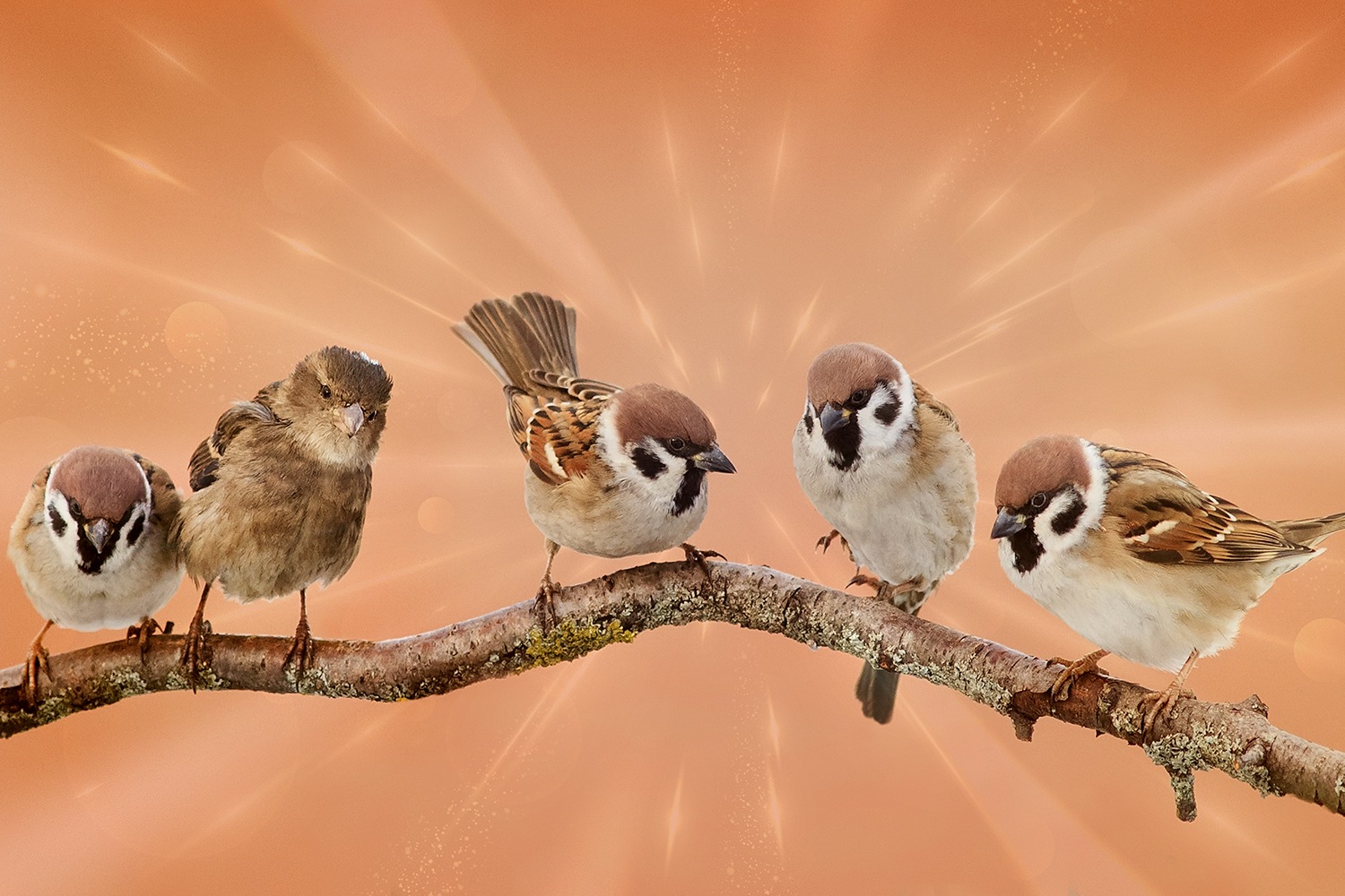 queence Leinwandbild »Ivy«, Vögel-Vogelbilder-Pflanzen-Pflanzenbilder-Kunst günstig online kaufen