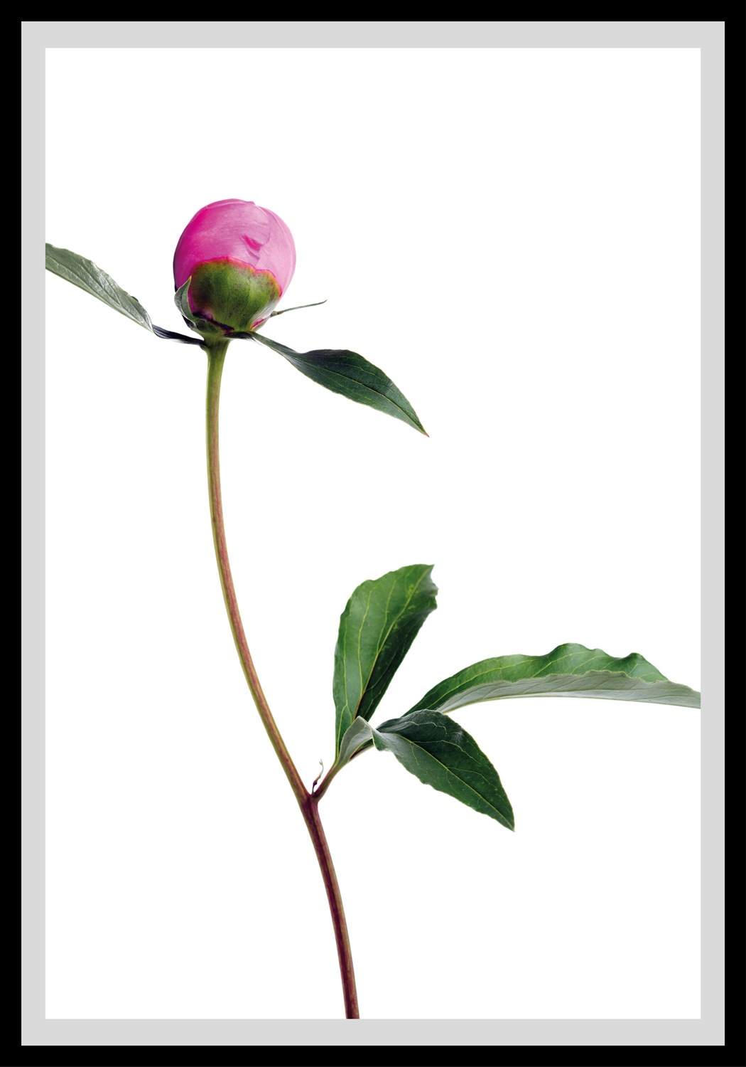 queence Bild »Manuel« Blumenbilder   Foto   Kunst   Pflanzenbilder günstig online kaufen
