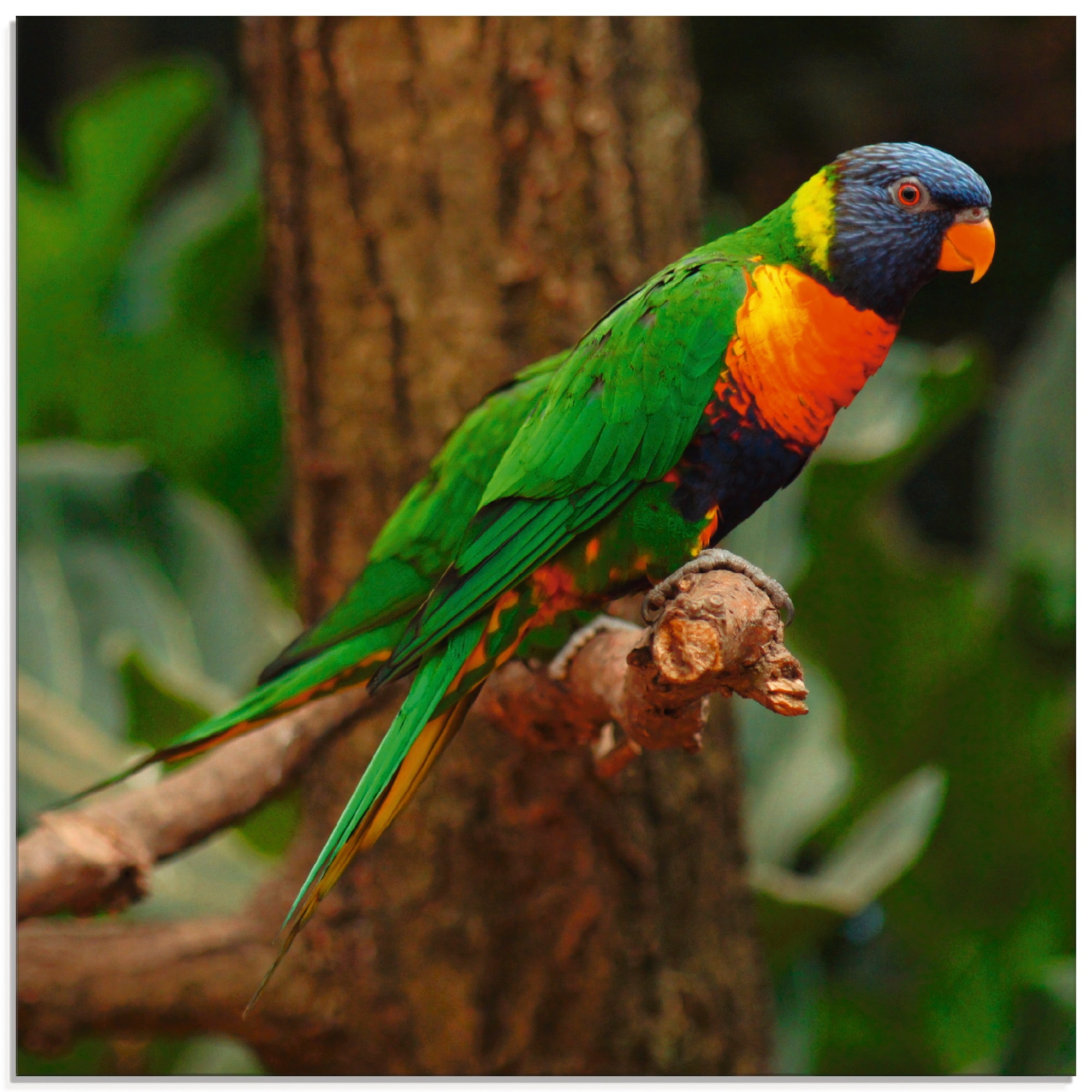 Artland Glasbild »Allfarblori im Vögel, Baum«, online (1 Größen St.), kaufen in verschiedenen