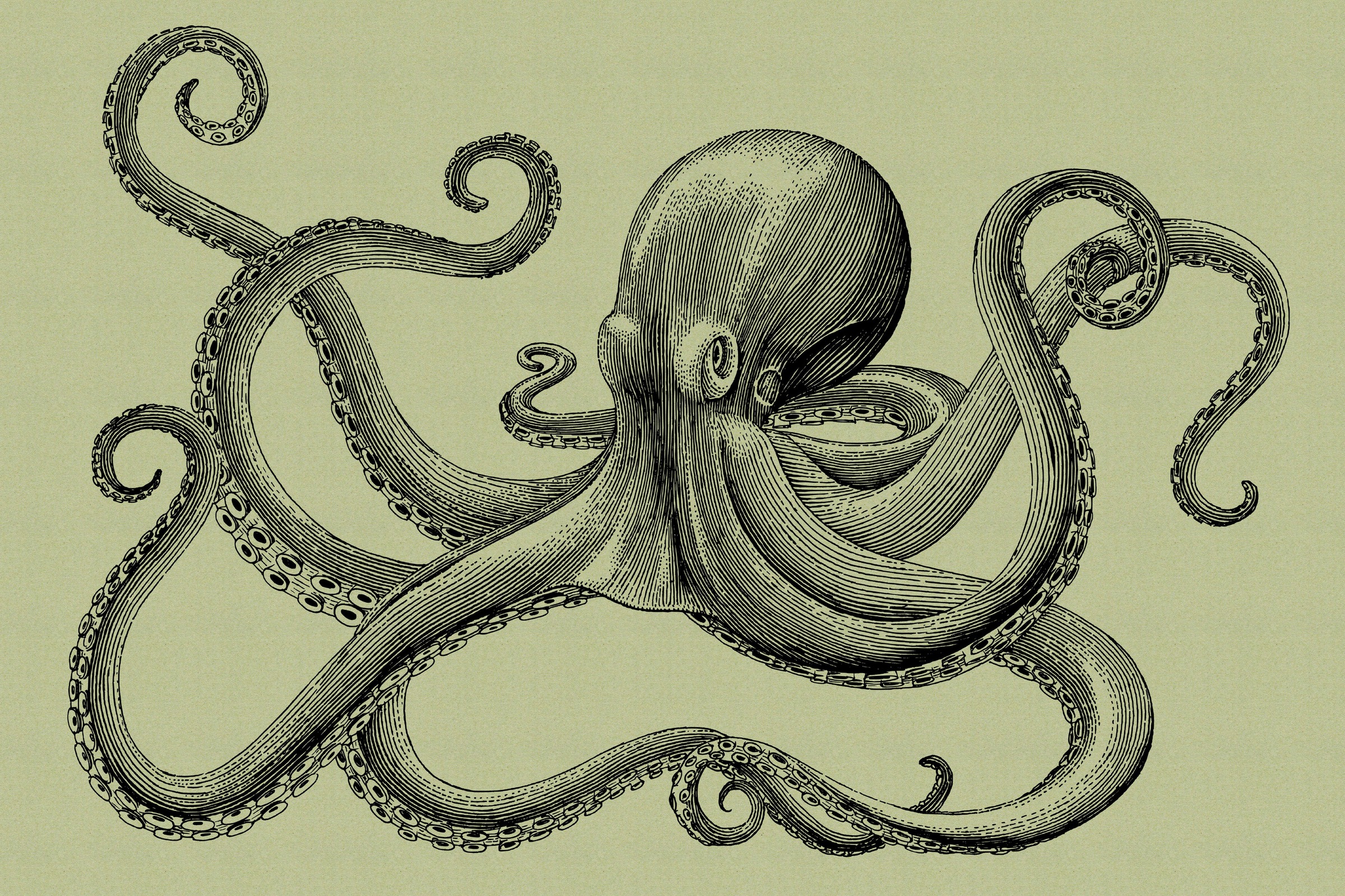 A.S. Création Leinwandbild »jules 3«, Kunst-Tiere-Kinder, (1 St.), Keilrahmen Octopus Krake Grün Schwarz Leinwand-Bild Wohnzimmer modern
