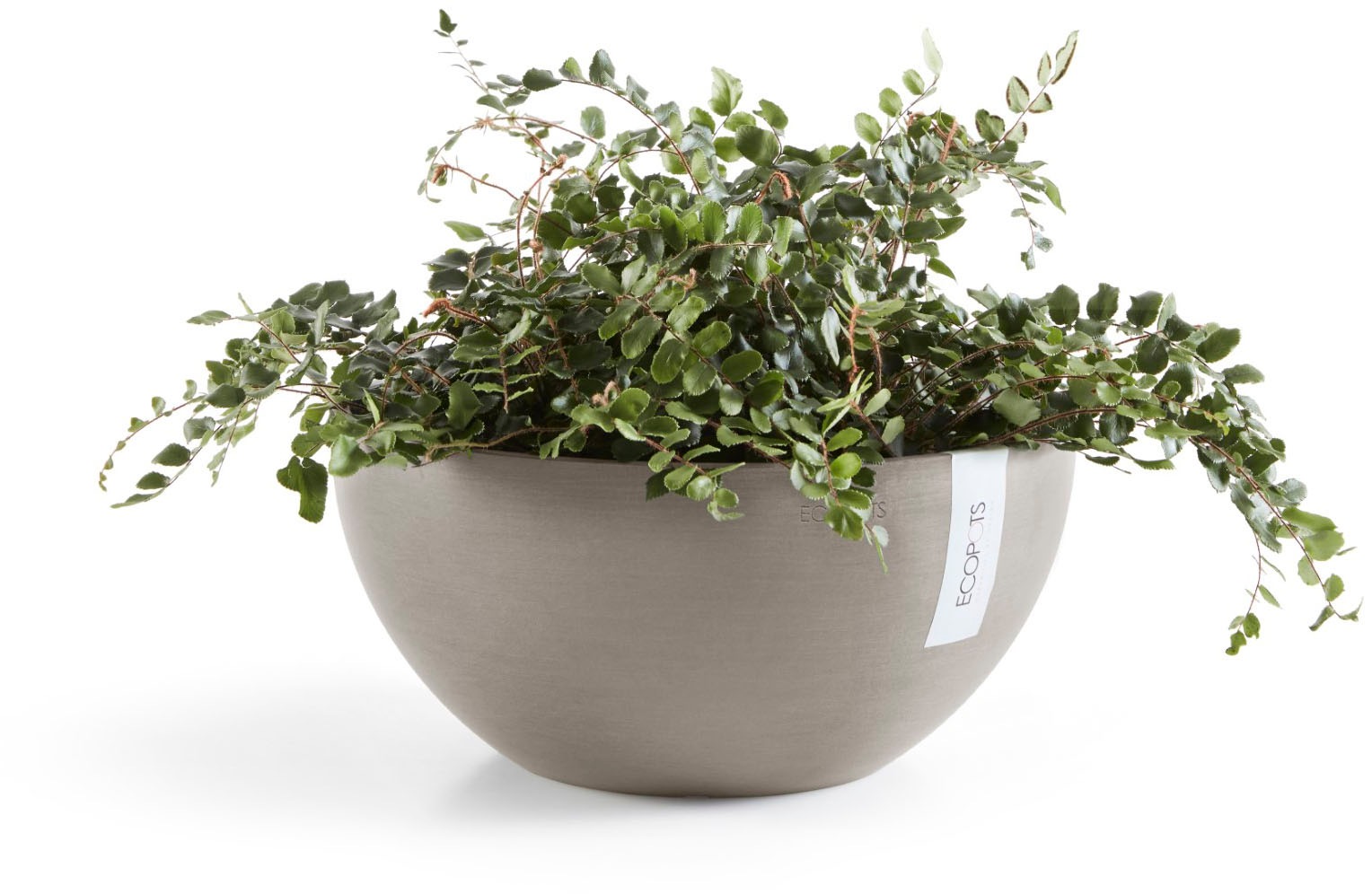 ECOPOTS Blumentopf »BRUSSELS Taupe« BxTxH: 25x25x12 cm
