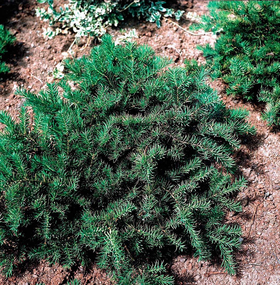 BCM Hecken »Kissen-Eibe / Taxus 'Repandens'«, (1 St.), Höhe: 20-25 cm, 1 Pflanze kaufen