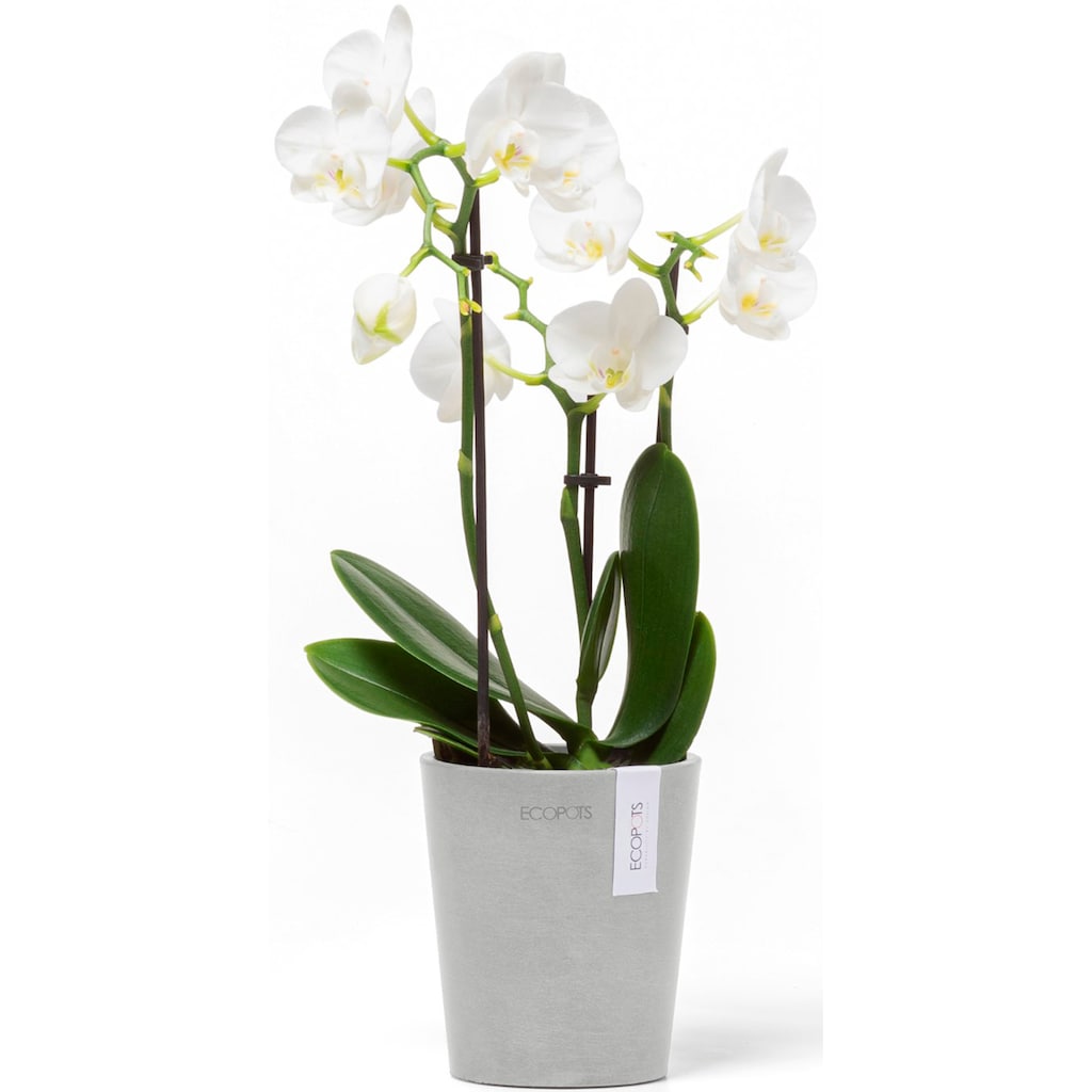 ECOPOTS Blumentopf »Morinda Orchidee 11 Weißgrau«