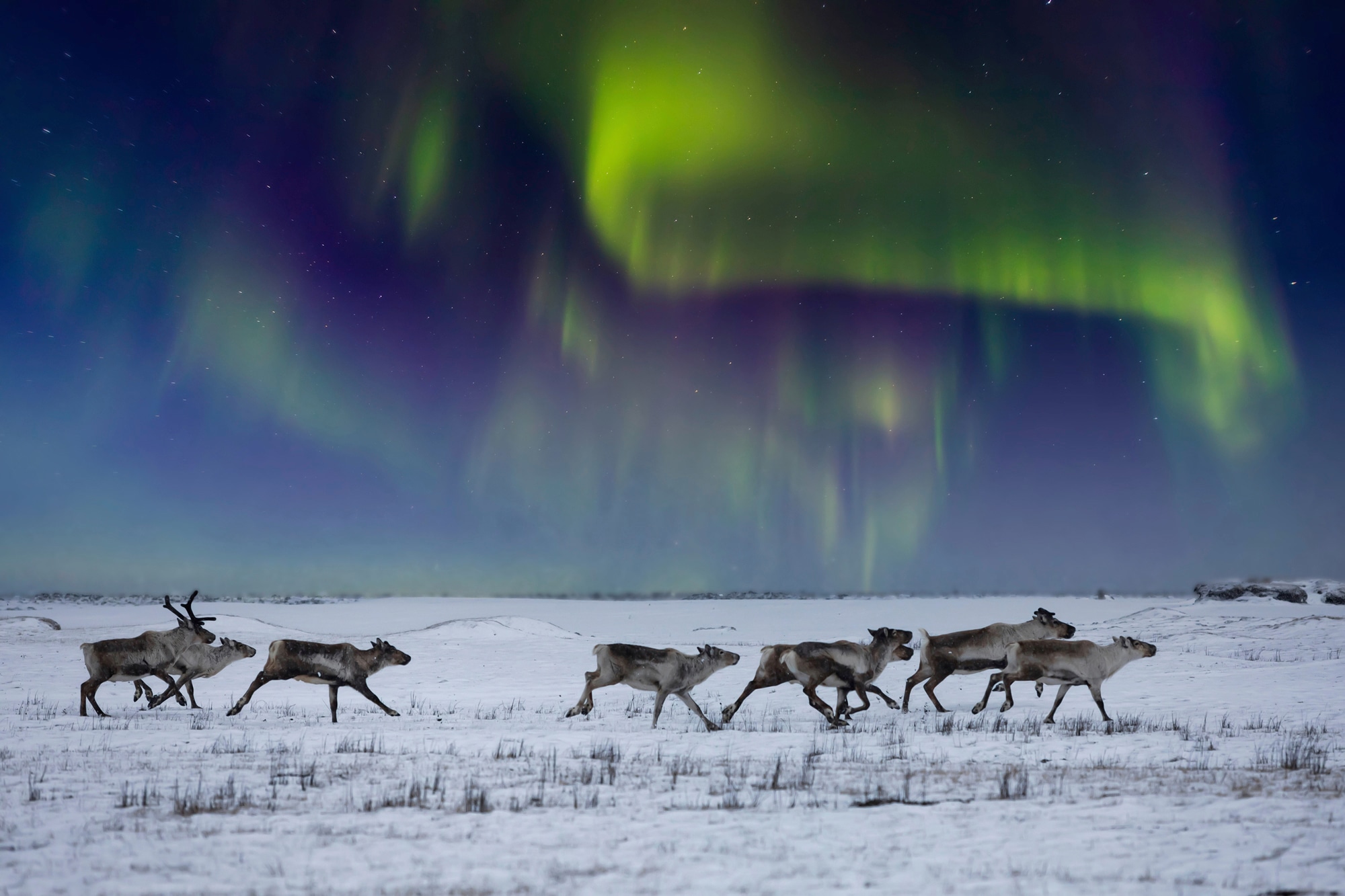 Papermoon Fototapete »NORDLICHT-RENTIERE TUNDRA NEBEL GEBIRGE SONNE WINTER« günstig online kaufen