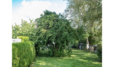 BCM Zierstrauch »Korkenzieher-Haselnuss 'Contorta'«, (1 St.), Höhe: 80 cm, 1 Pflanze kaufen